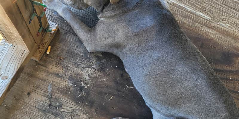 Camper submitted image from Western Trails @ Cibolo