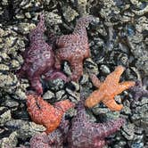 Review photo of Westport Union Landing State Beach — Westport-Union Landing State Beach by Alicia C., August 6, 2026