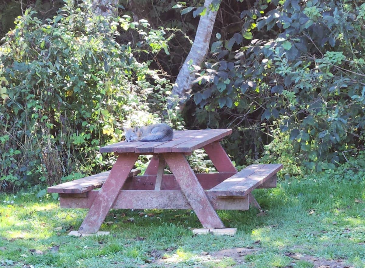 Rachel M.'s photo of camping with pets at Westport Beach RV Park and Campground near Covelo, CA
