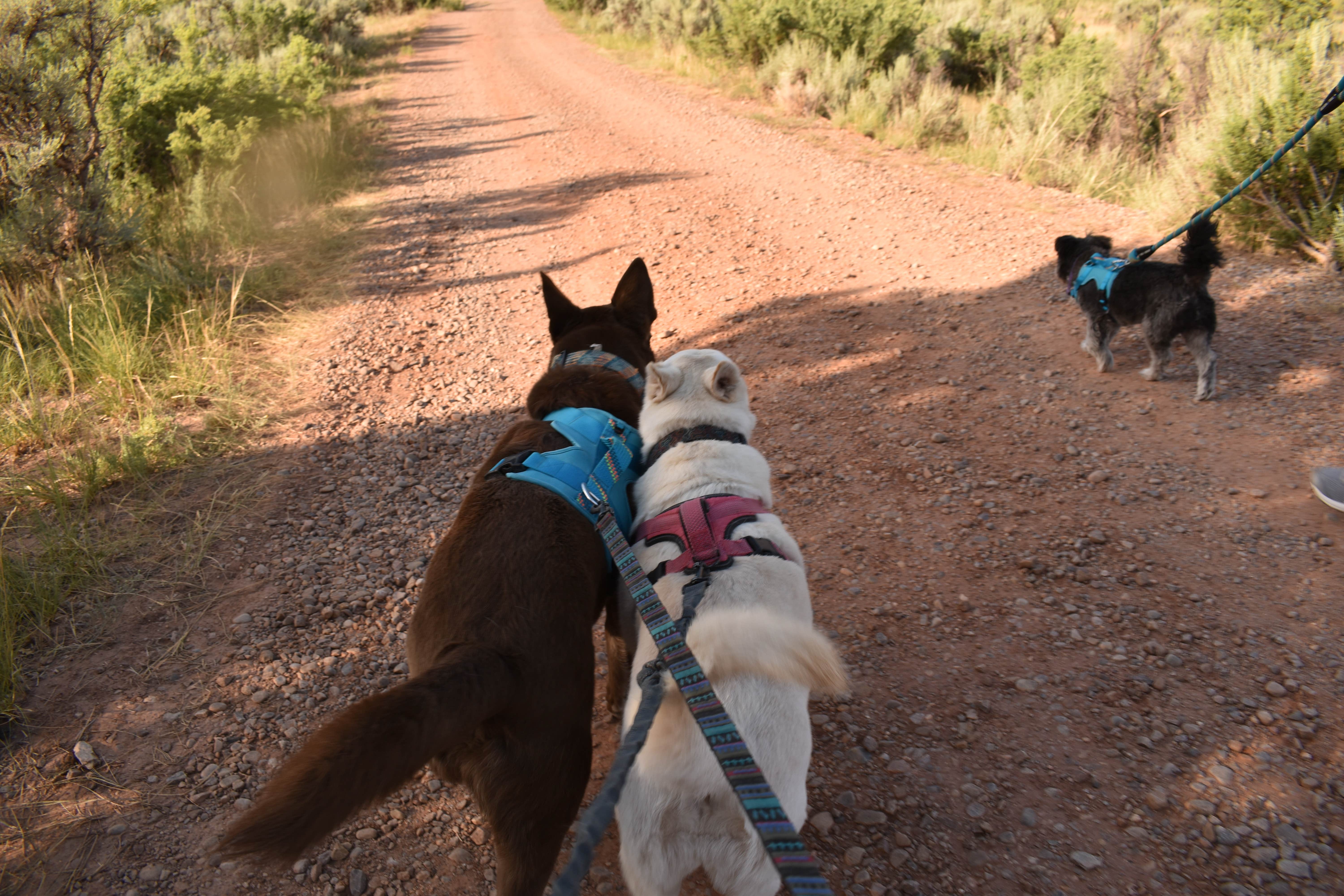 Michael N.'s photo of camping with pets at Whirlpool Dispersed Camping Area near Gallina, NM