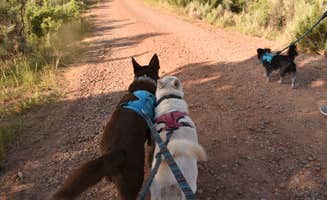 Michael N.'s photo of camping with pets at Whirlpool Dispersed Camping Area near Gallina, NM