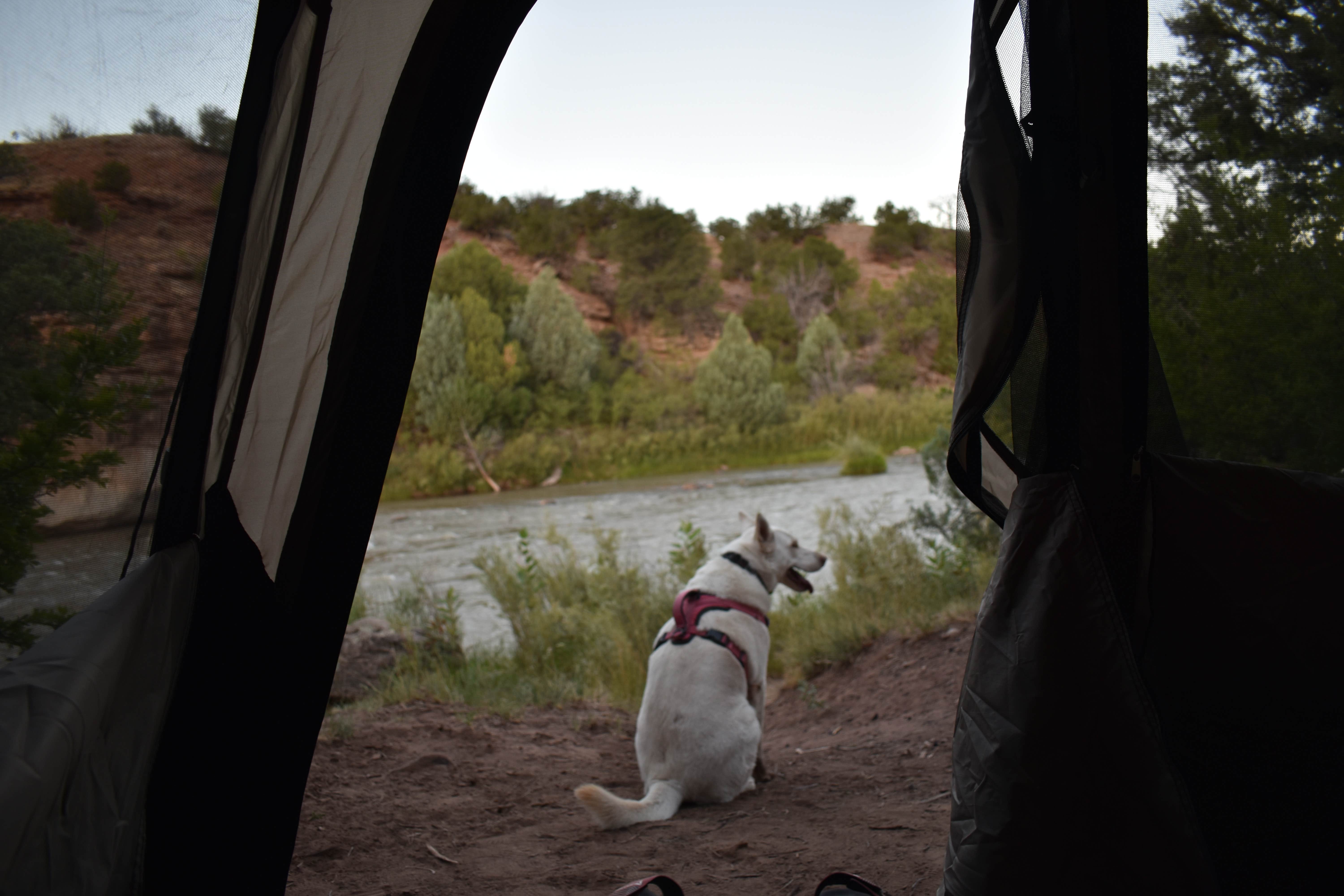 Michael N.'s photo of camping with pets at Whirlpool Dispersed Camping Area near Ojo Caliente, NM