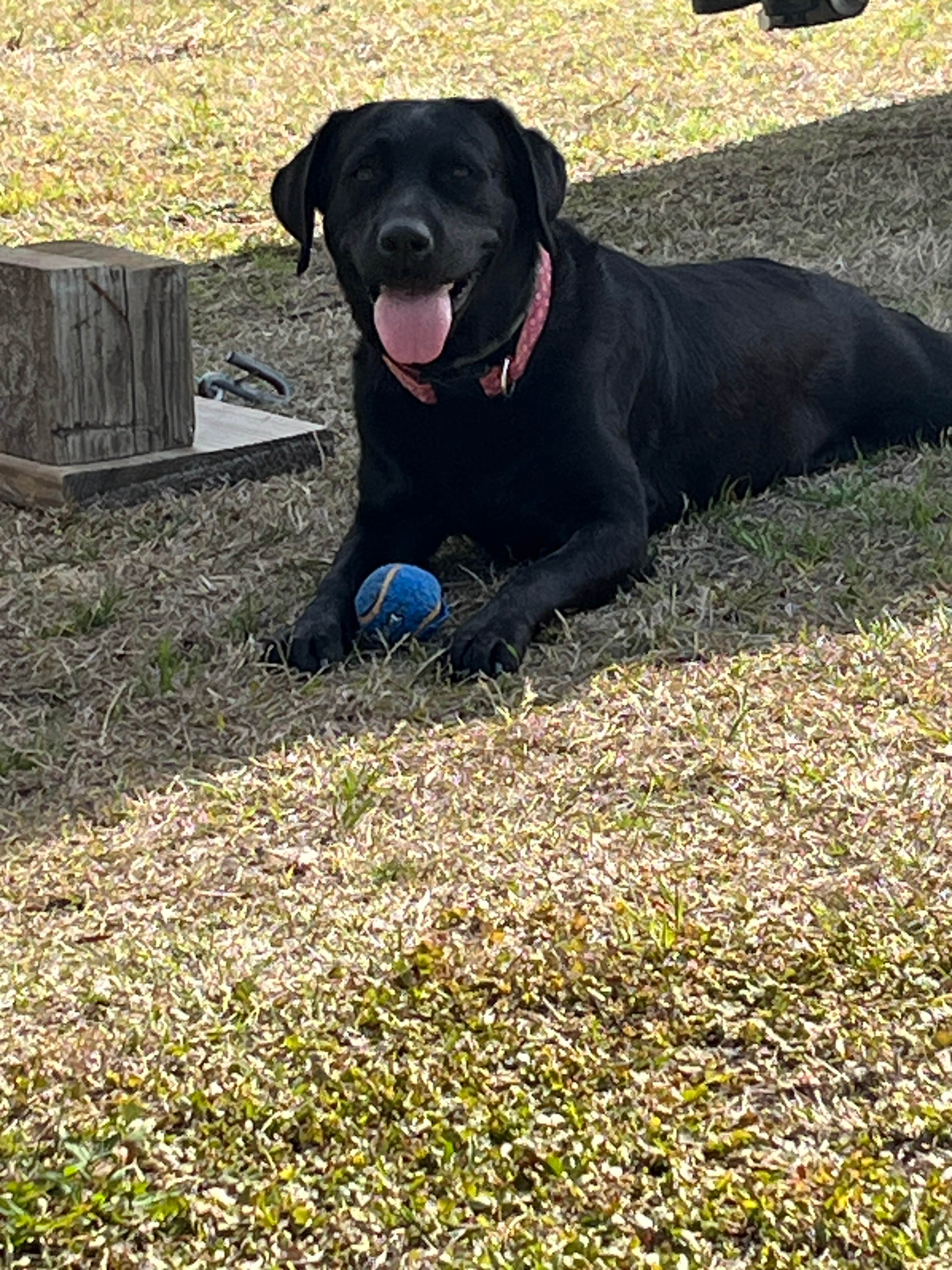 Camper-submitted photo at Whispering Oaks RV Resort near Tarboro, NC