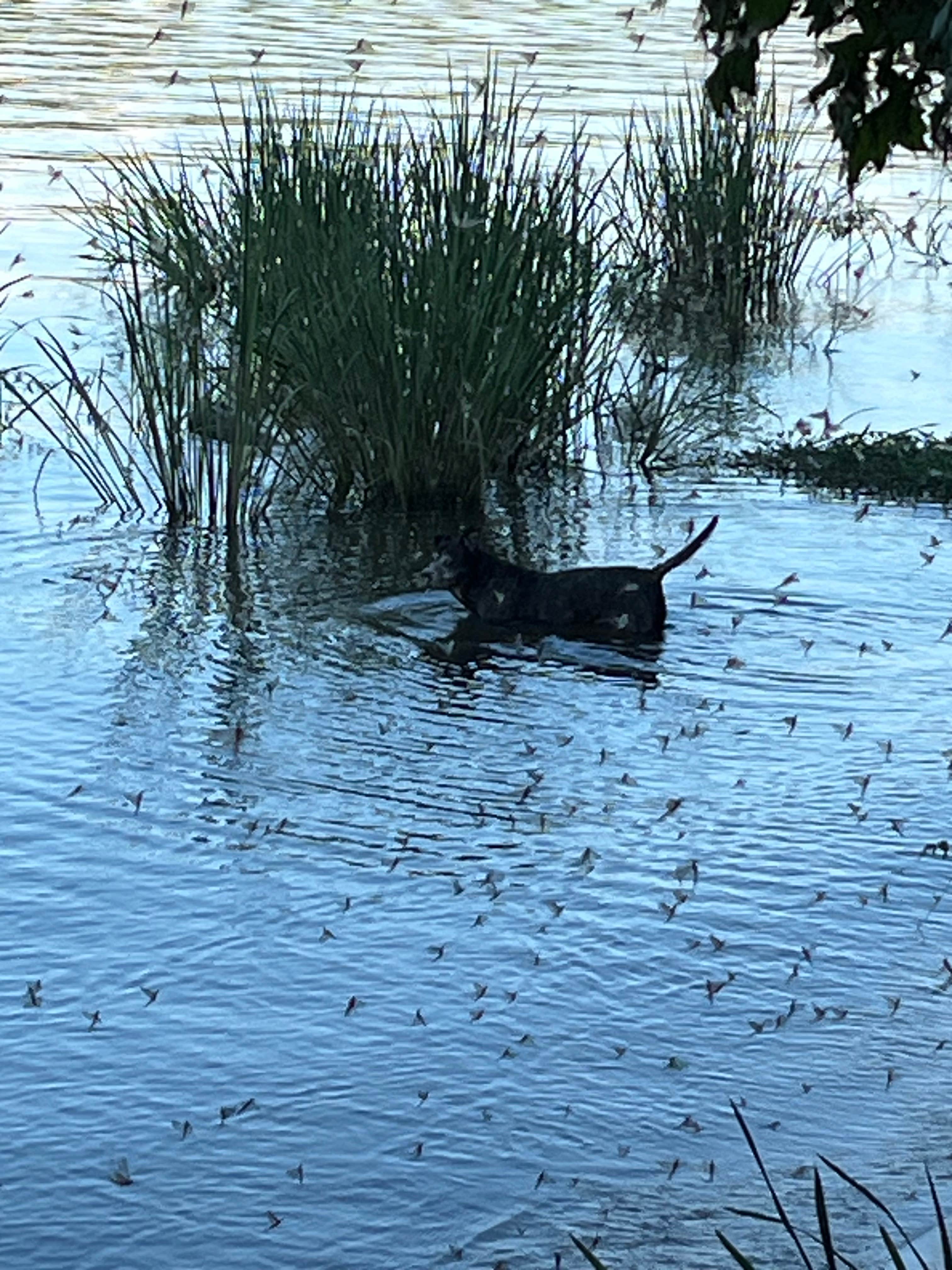 Camper-submitted photo at Whispering Pines Family Campground near Weirton, WV