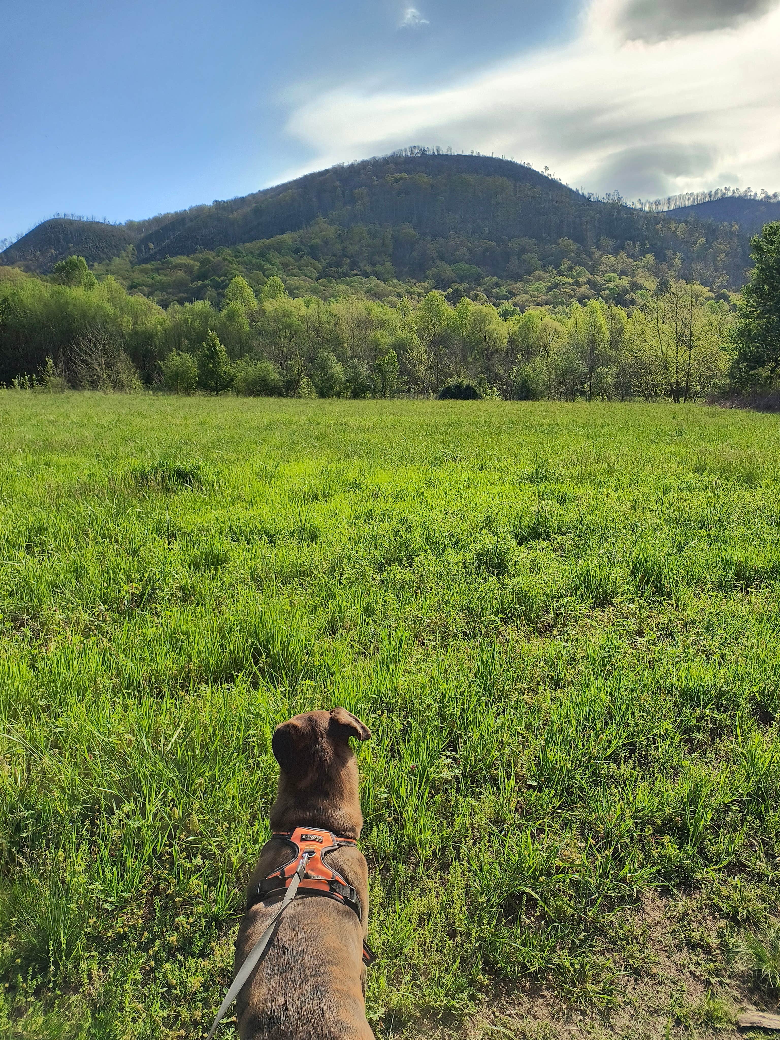 Gary F.'s photo of camping with pets at Whispering River RV Resort near Maryville, TN