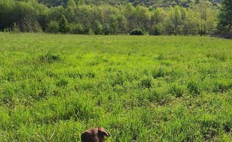 Gary F.'s photo of camping with pets at Whispering River RV Resort near Knoxville, TN