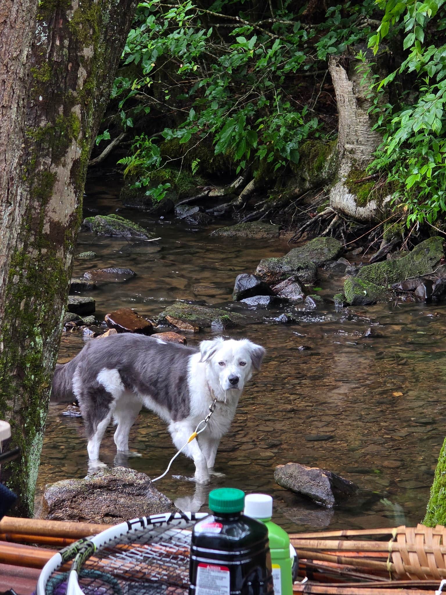 Camper-submitted photo at Whispering Winds Campground near Allegheny National Forest