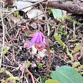 Review photo of Whitcomb Creek County Park by Lainey P., April 20, 2026