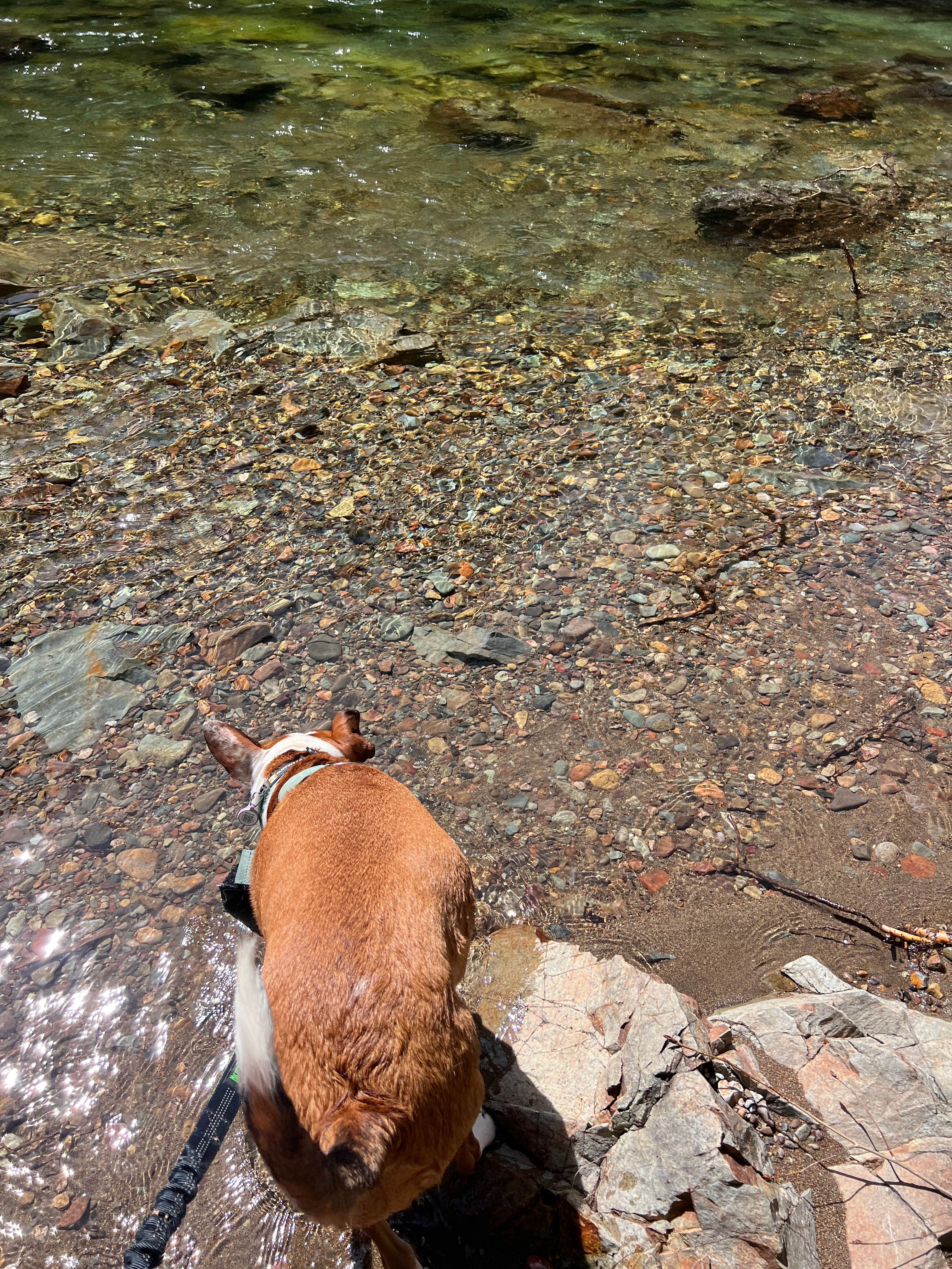 Lainey P.'s photo of camping with pets at Whitcomb Creek County Park near Cascadia, OR