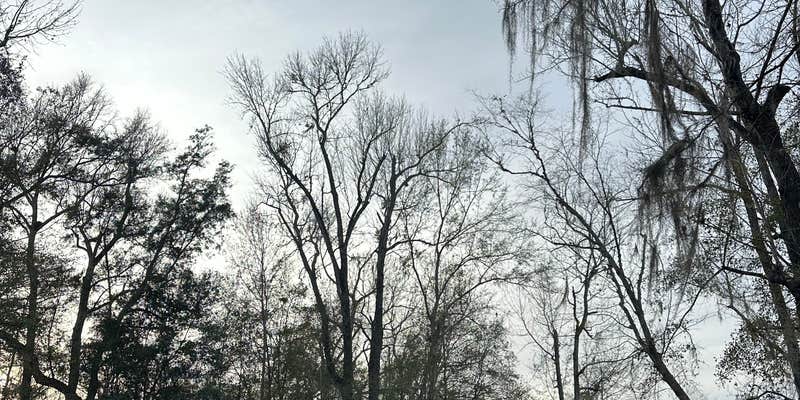 Camper submitted image from White Oak Landing and Hunt Camp