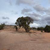 Review photo of White Pocket Camping Area by Ashley R., April 4, 2026