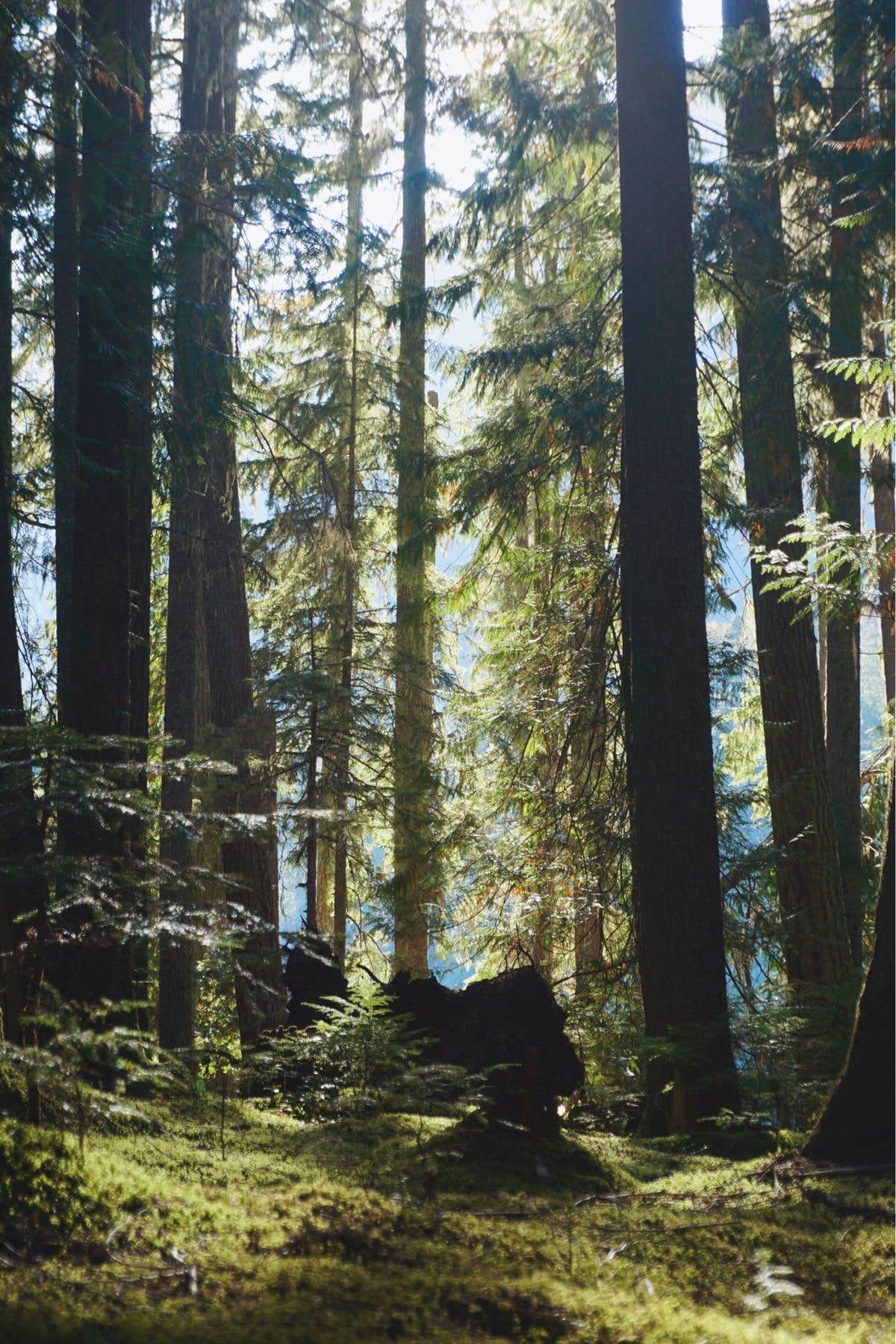 Rachel B.'s photo of a dispersed camping area at White River Dispersed Camping near Enumclaw, WA