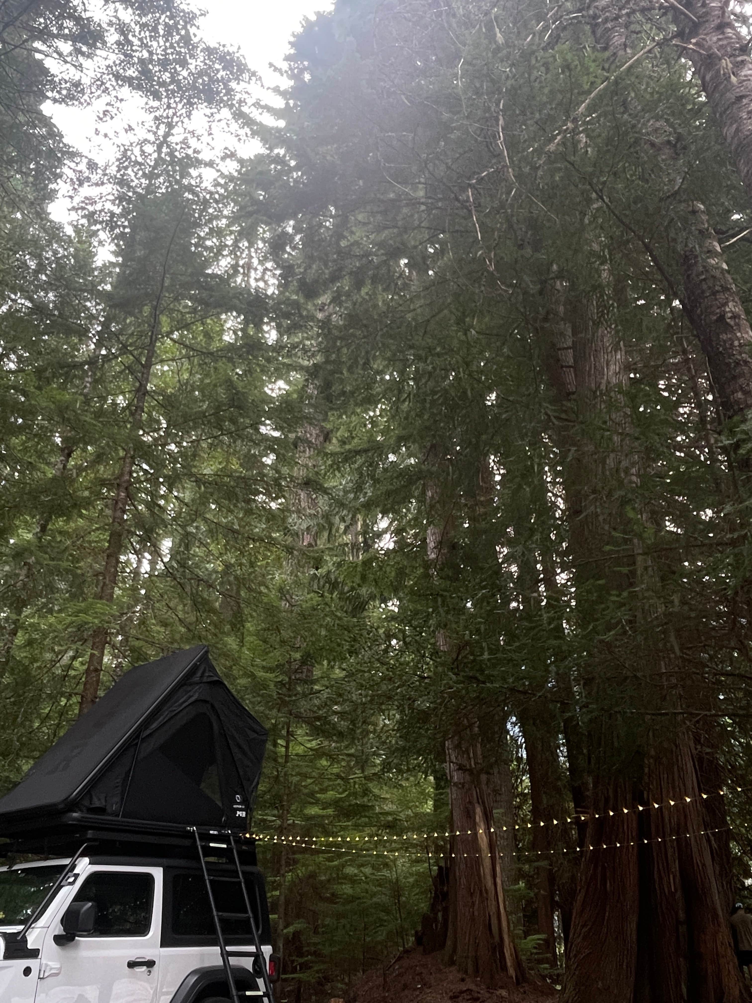 Michalyn M.'s photo of tent camping at White River Dispersed Camping near South Cle Elum, WA