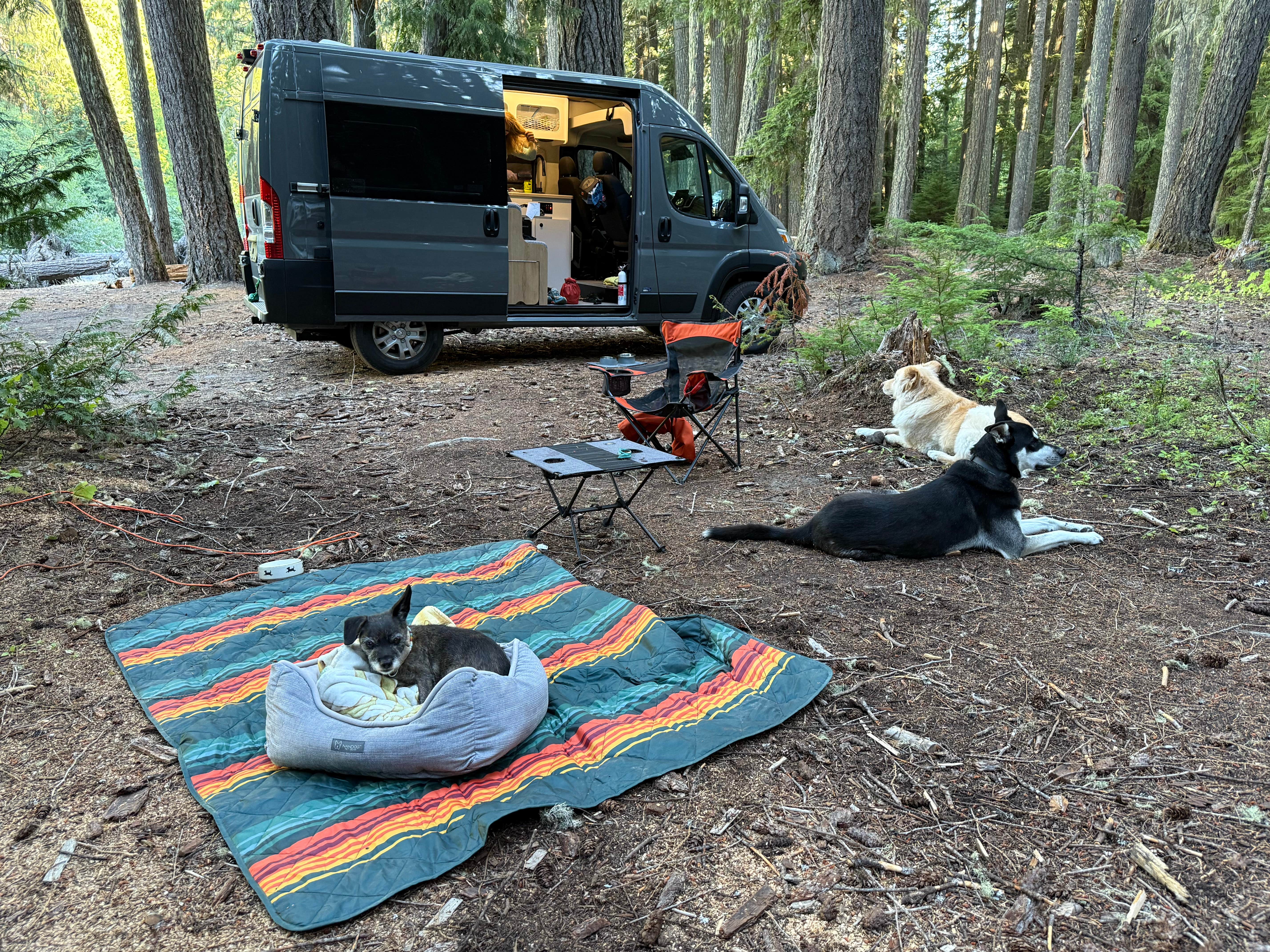 Mary B.'s photo of camping with pets at White River Dispersed Camping near Greenwater, WA