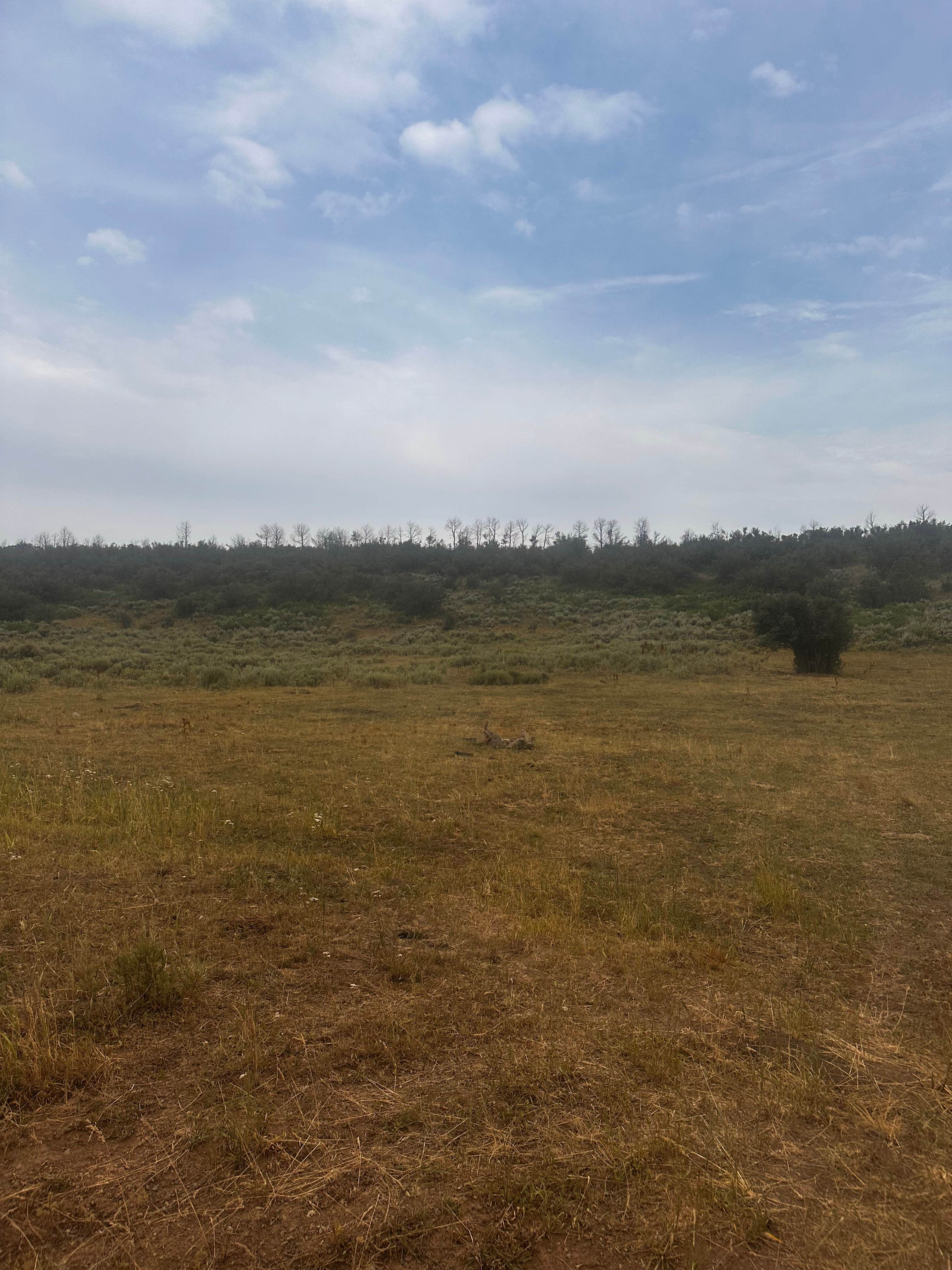 Camping near Trailhead Cabins And Lodging: White River National Forest dispersed, Meeker, Colorado