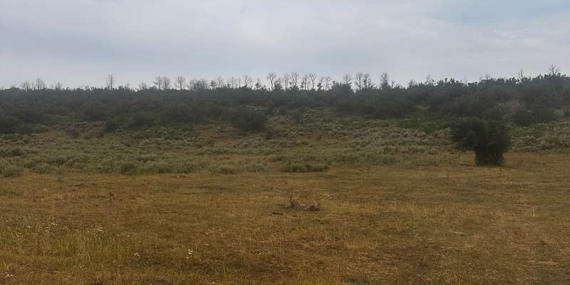 Camper submitted image from White River National Forest dispersed