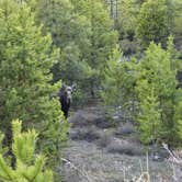 Review photo of White River National Forest Heaton Bay Campground by Tarrah C., May 29, 2024