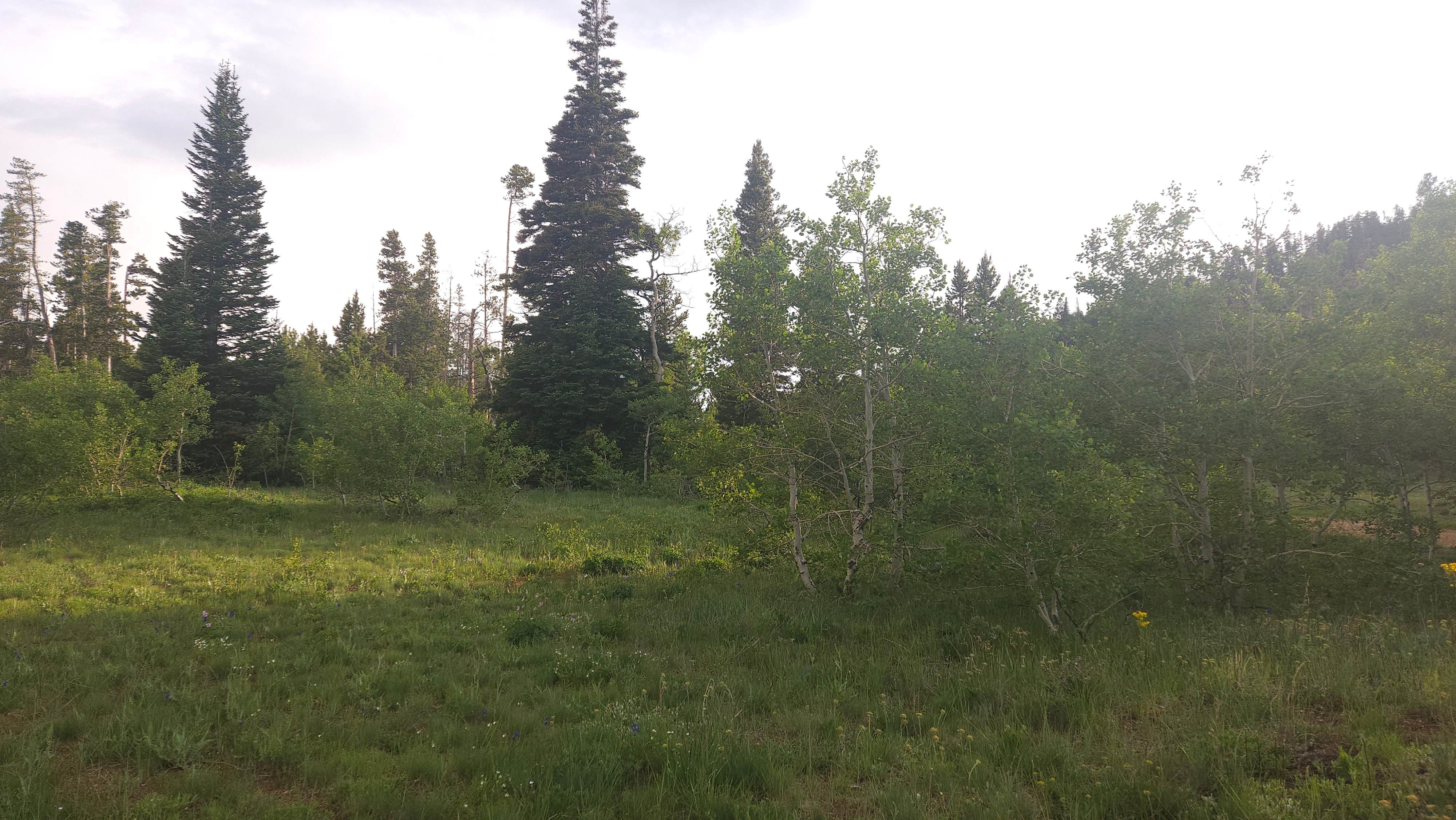 Camper-submitted photo at White Rock Canyon  Dispersed Site near Elk Mountain, WY