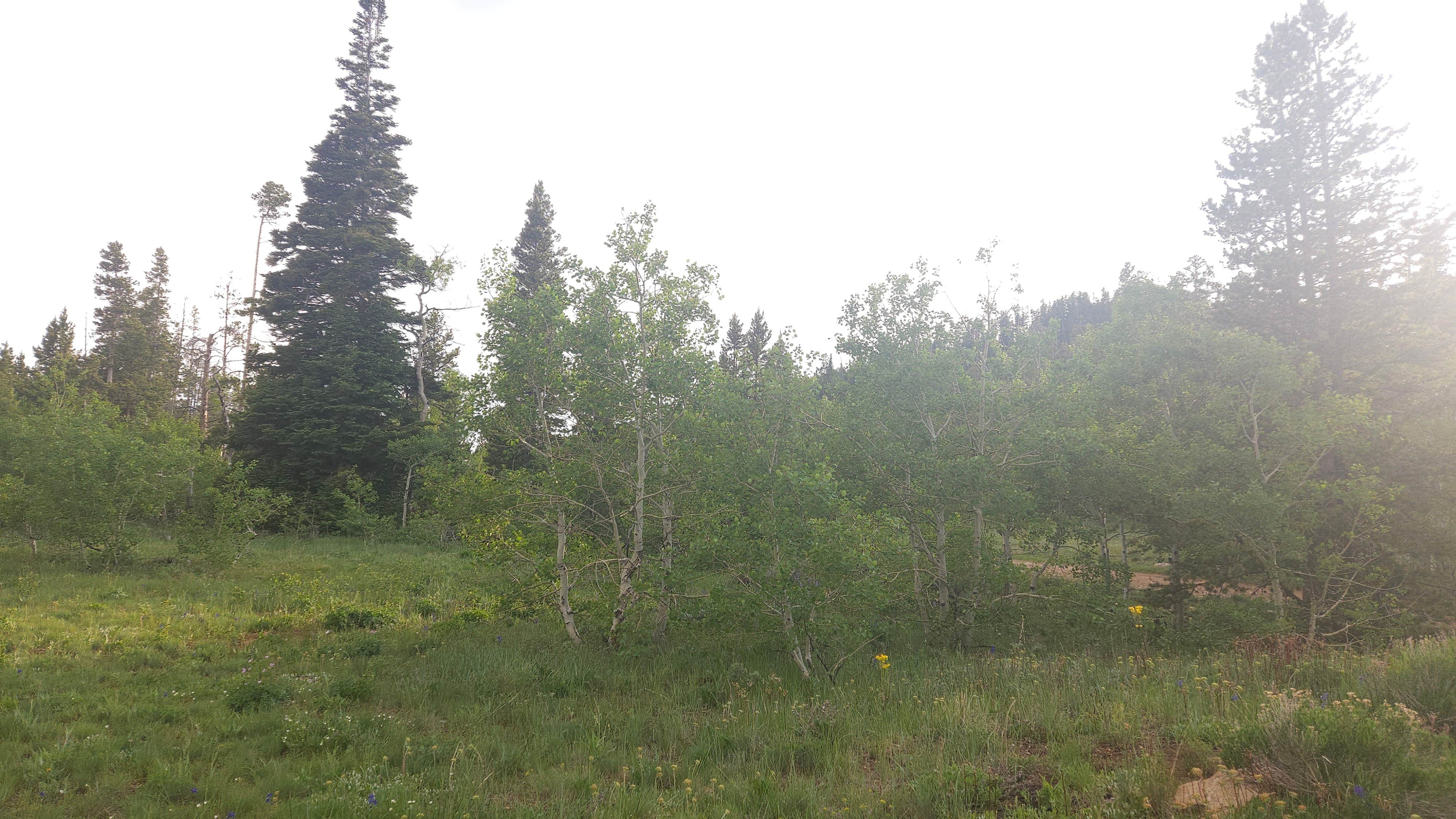 Camping near Sanger Public Access Area on North Platte River: White Rock Canyon  Dispersed Site, Elk Mountain, Wyoming