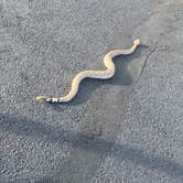 Review photo of White Tank Mountain by MATTHEW R., February 28, 2026