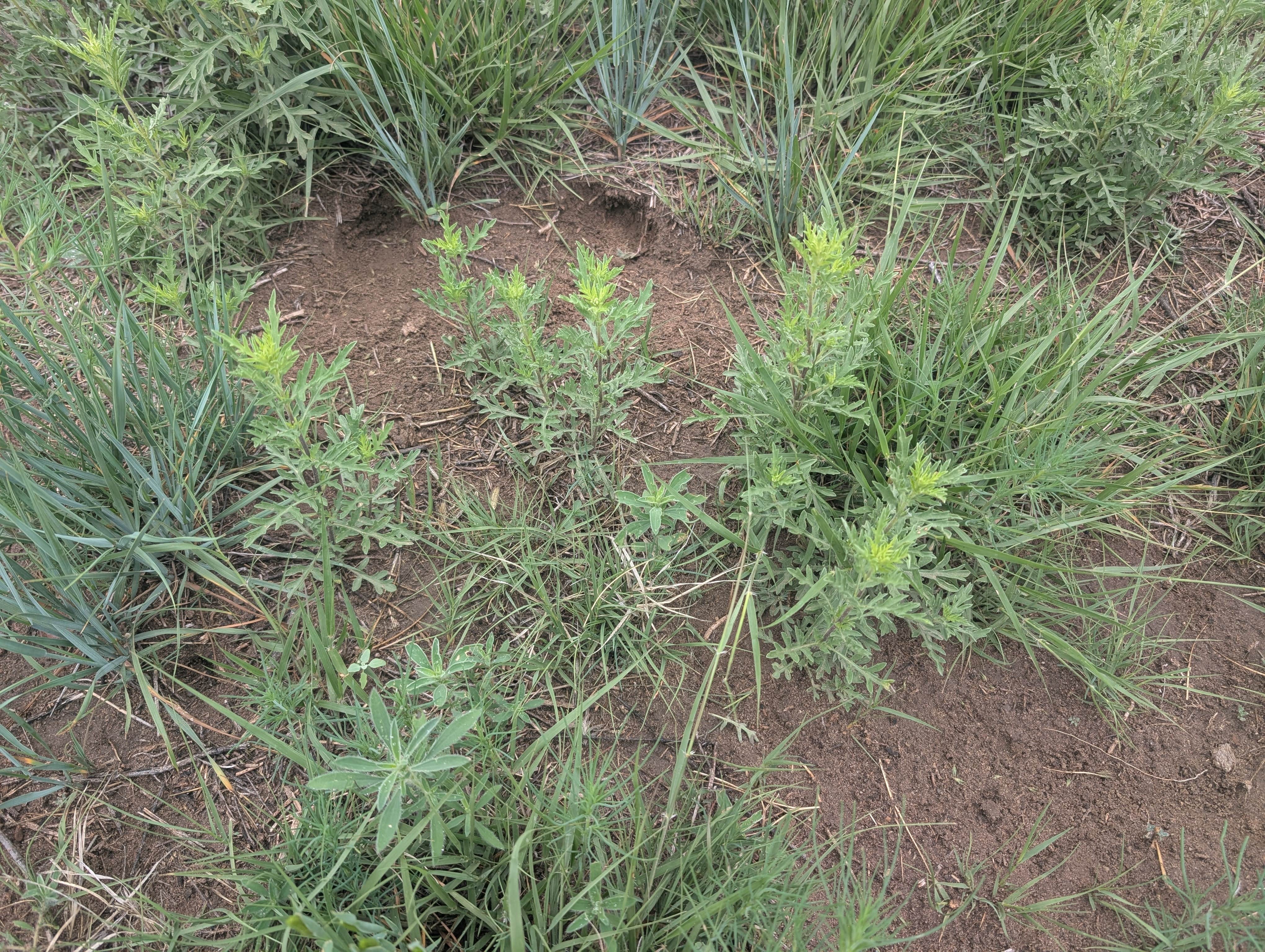 Wilburton Fishing Pond