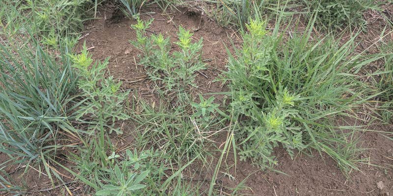 Camper submitted image from Wilburton Fishing Pond