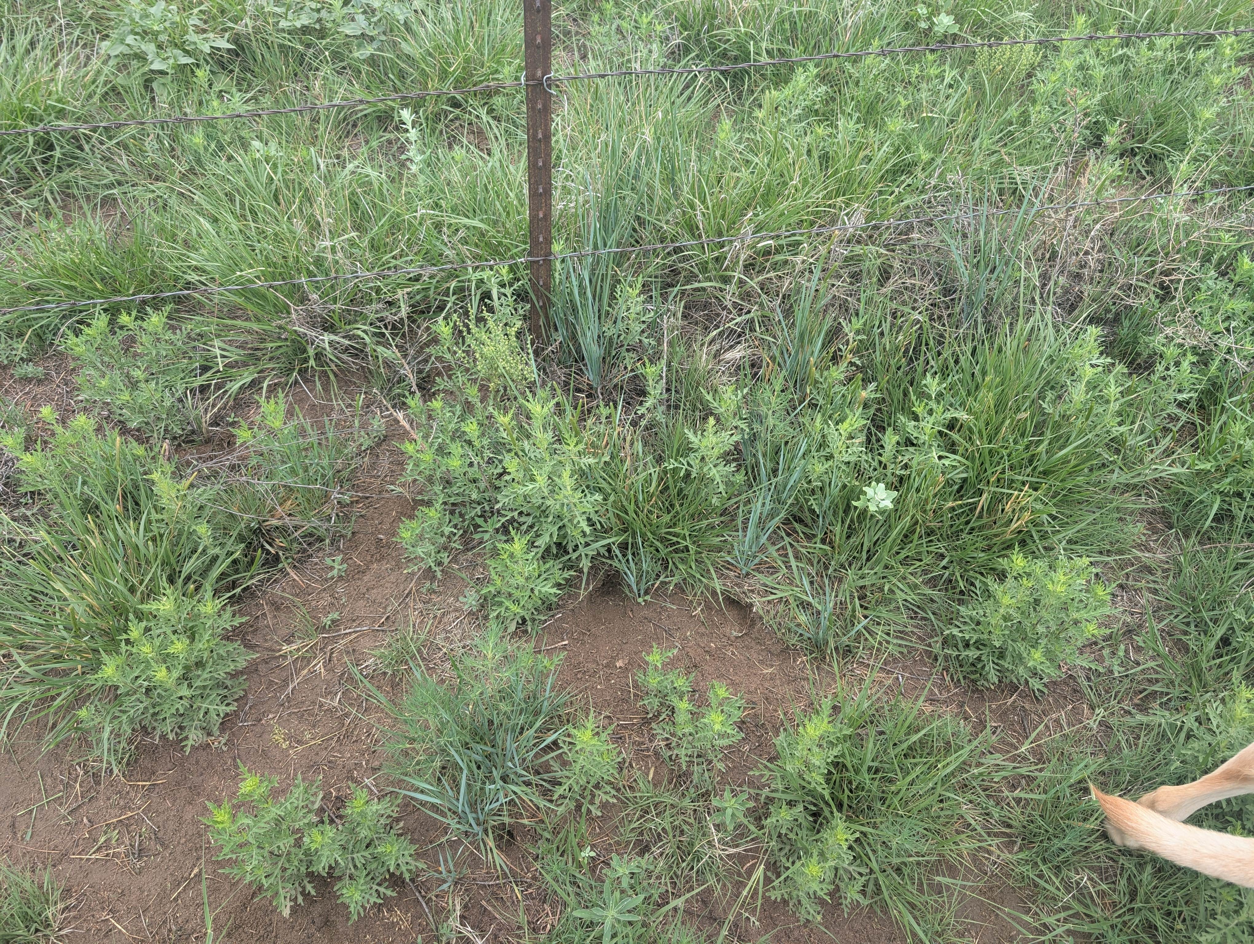 Rick M.'s photo of camping with pets at Wilburton Fishing Pond near Guymon, OK