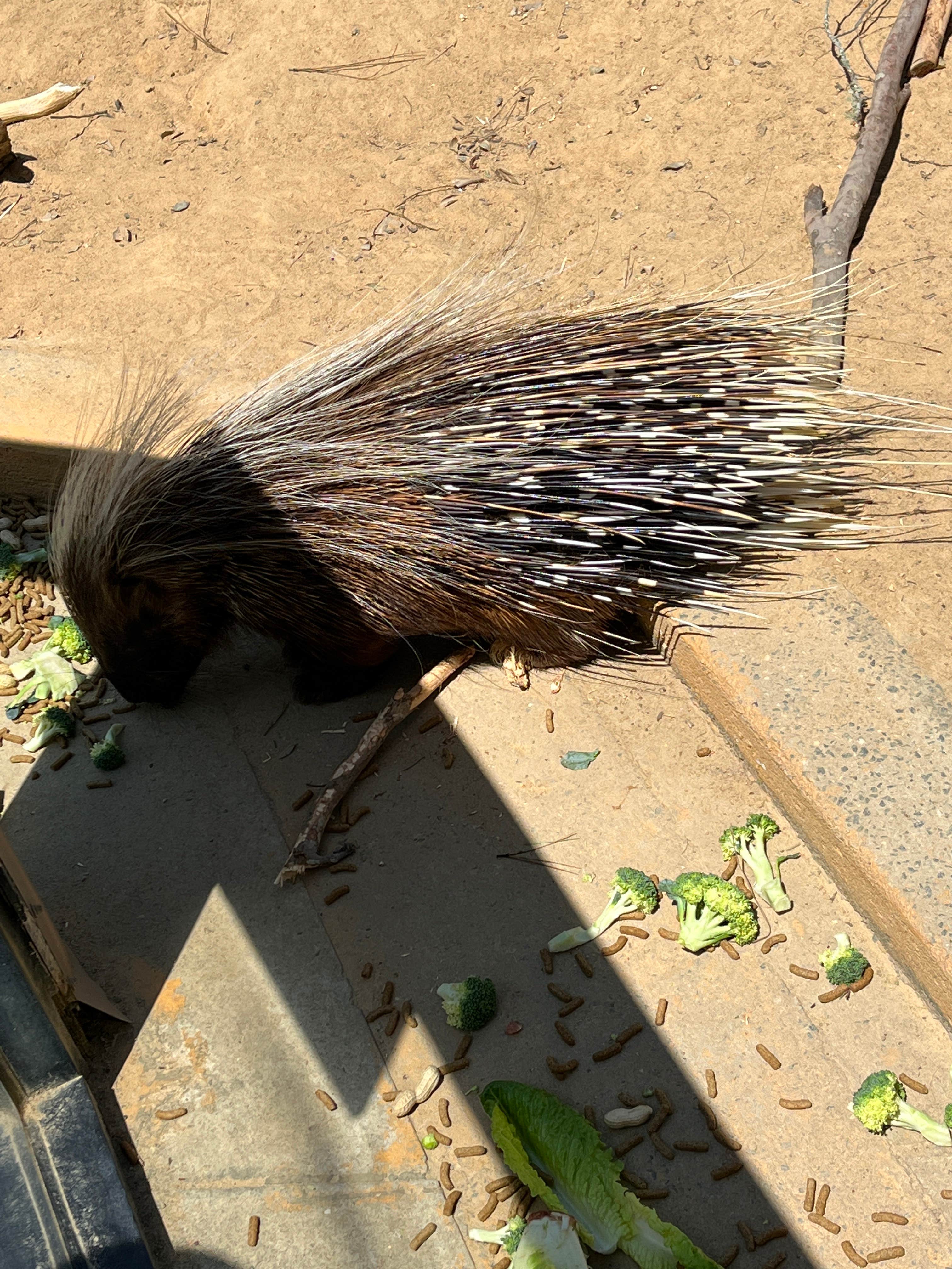 wild adventures campground