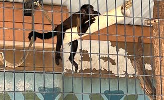 Rob V.'s photo of camping with pets at wild adventures campground near Lakeland, GA