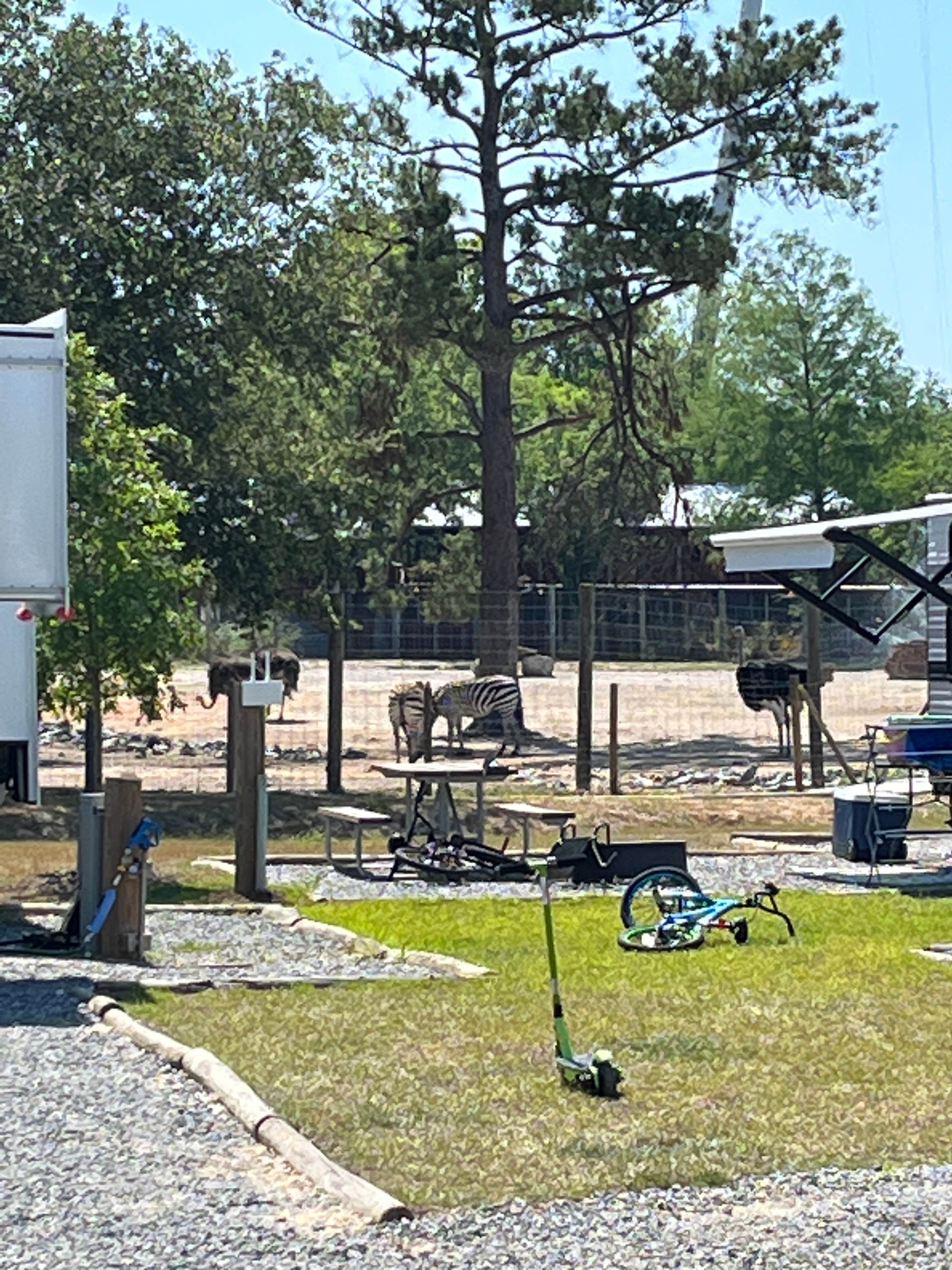 Camper-submitted photo at wild adventures campground near Adel, GA