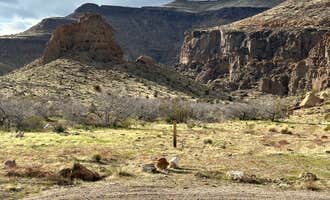Camping near North Black Canyon: Wild Horse Road Dispersed, Mojave National Preserve, California