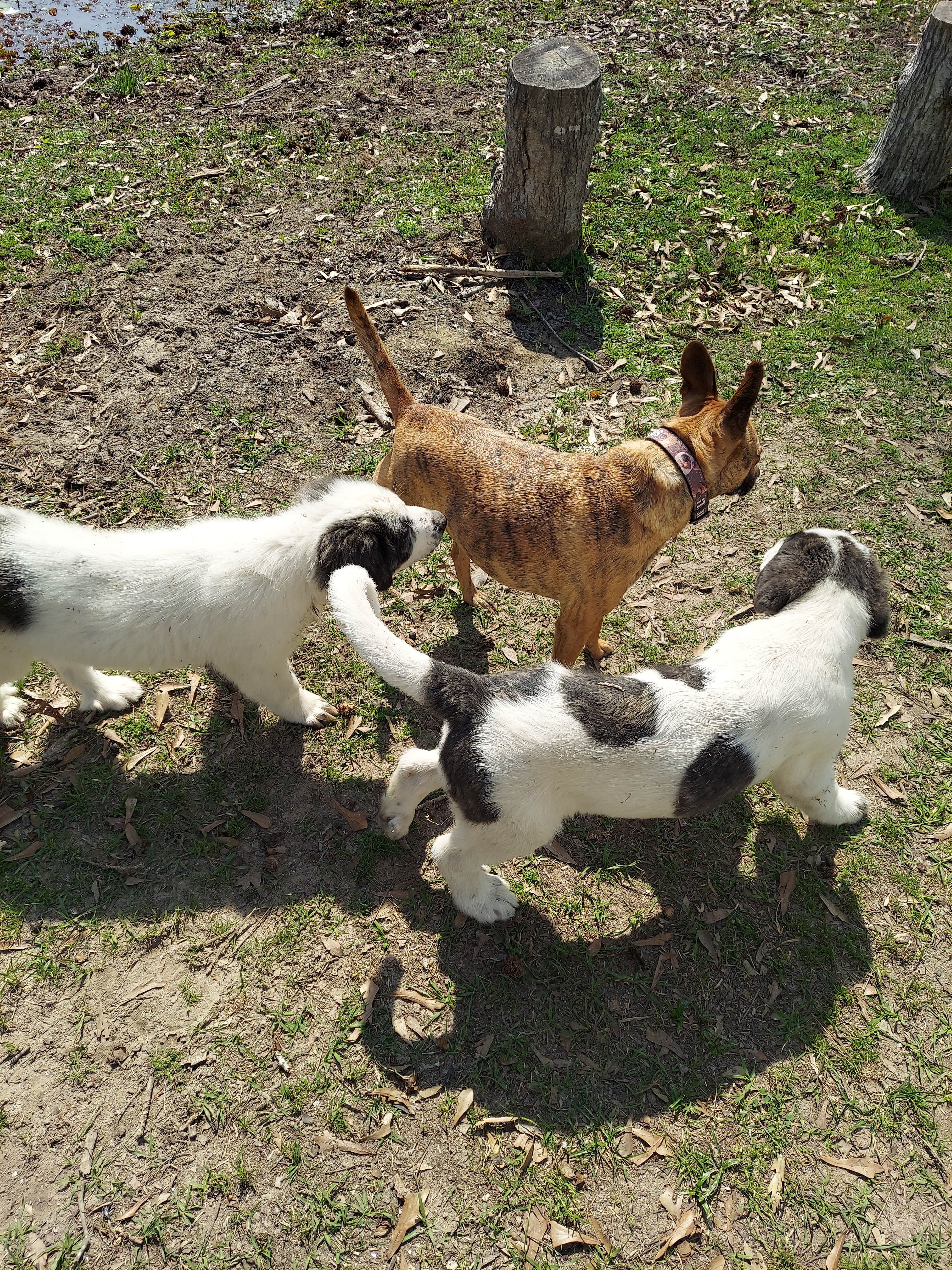 Lea B.'s photo of camping with pets at Snow White Sanctuary near Orange, TX