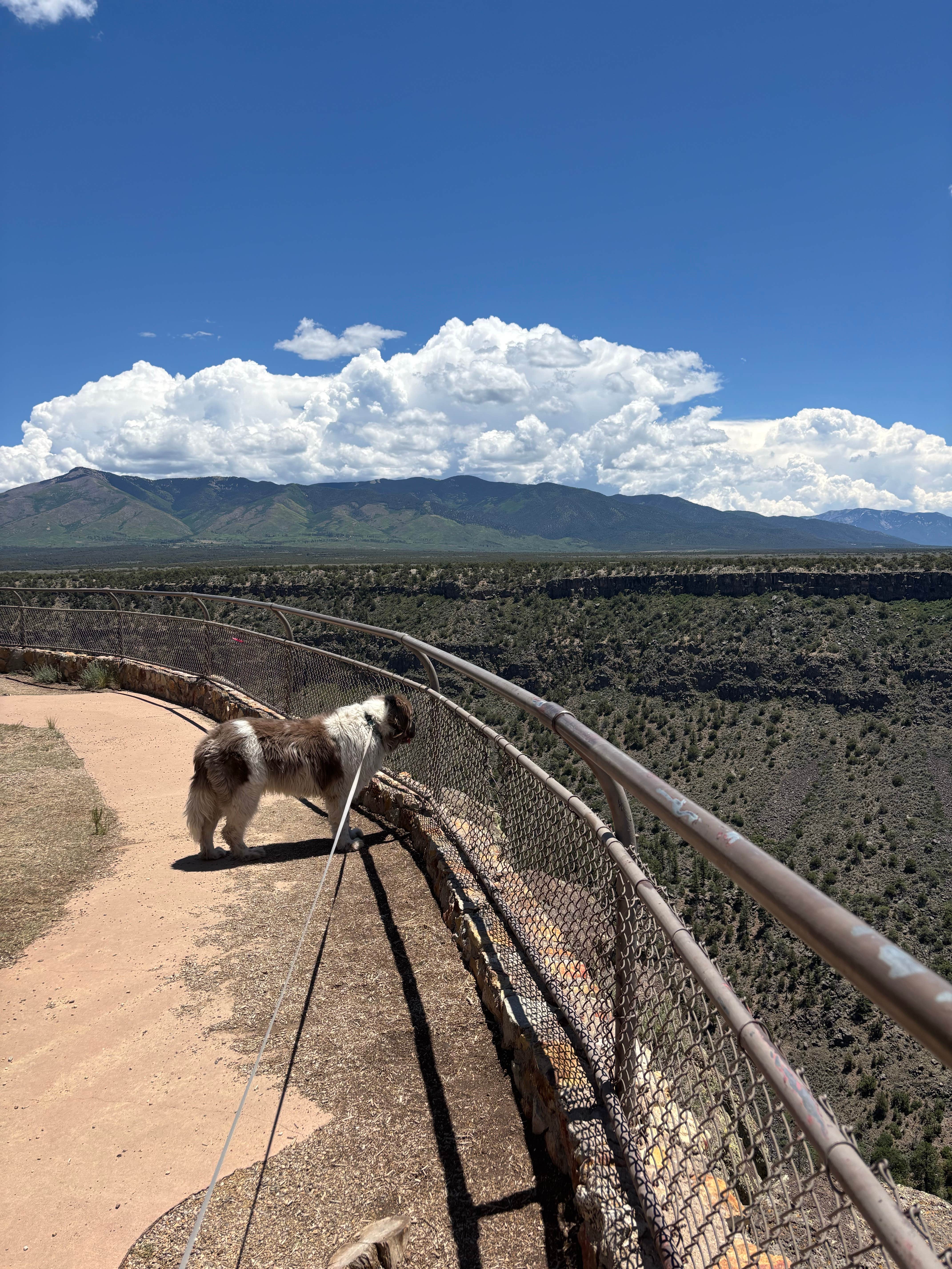 Nora S.'s photo of camping with pets at BLM Wild Rivers Recreation Area near Taos, NM