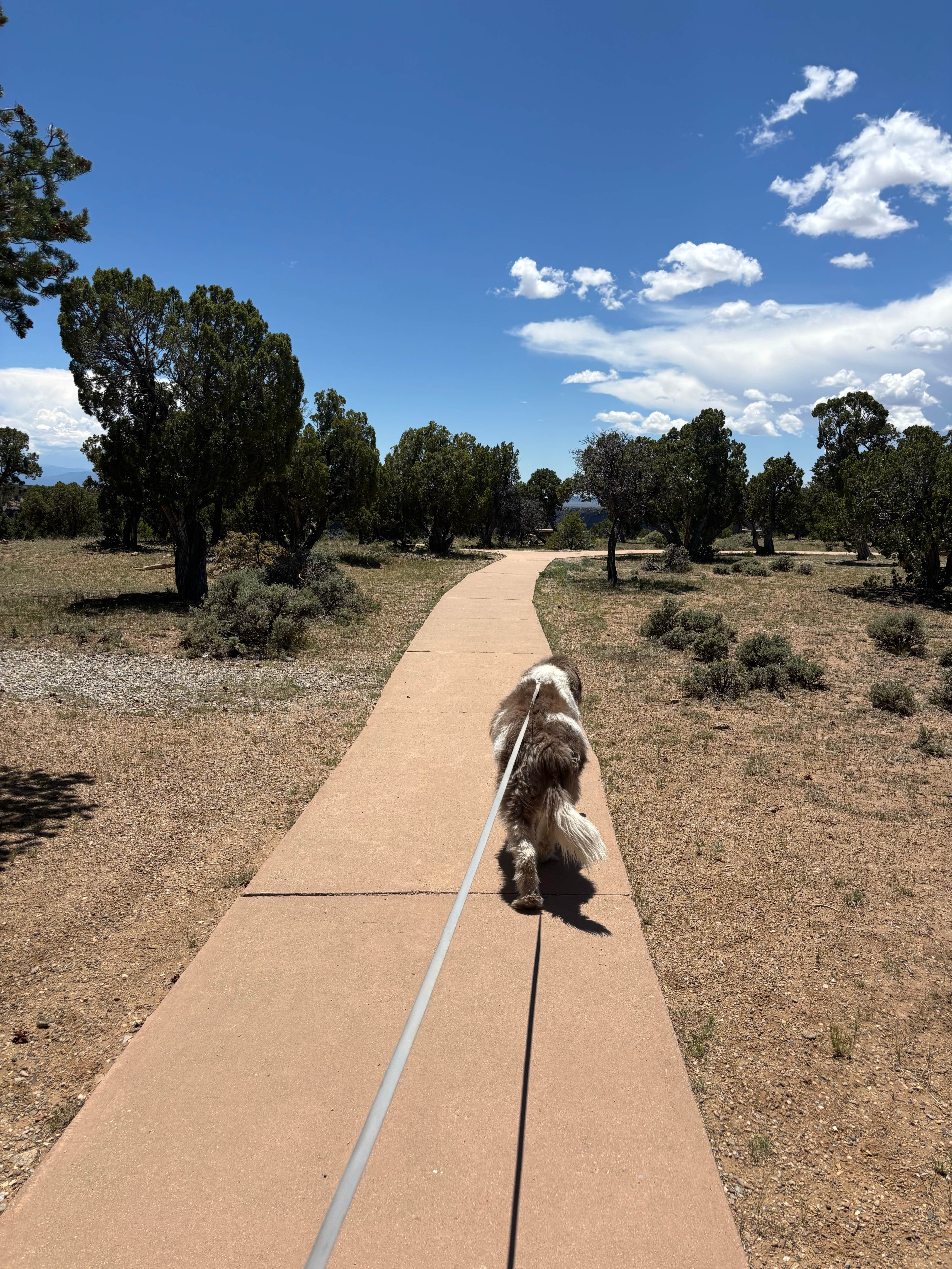 Nora S.'s photo of camping with pets at BLM Wild Rivers Recreation Area near Carson National Forest