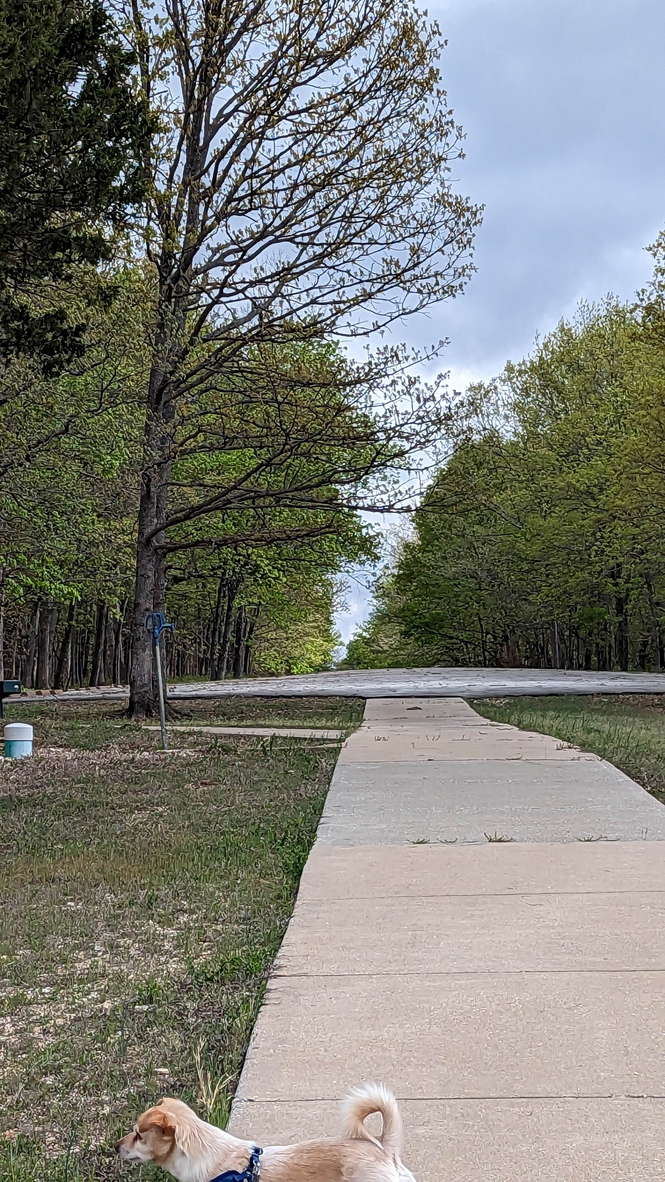 Leni K.'s photo of camping with pets at Wild Turkey Ridge — Harry S Truman State Park near Stockton, MO
