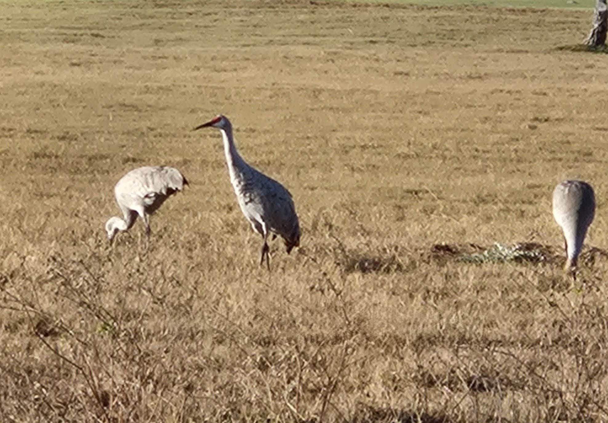 Camper-submitted photo at Wilderness Oaks RV Resort near Chapman Ranch, TX