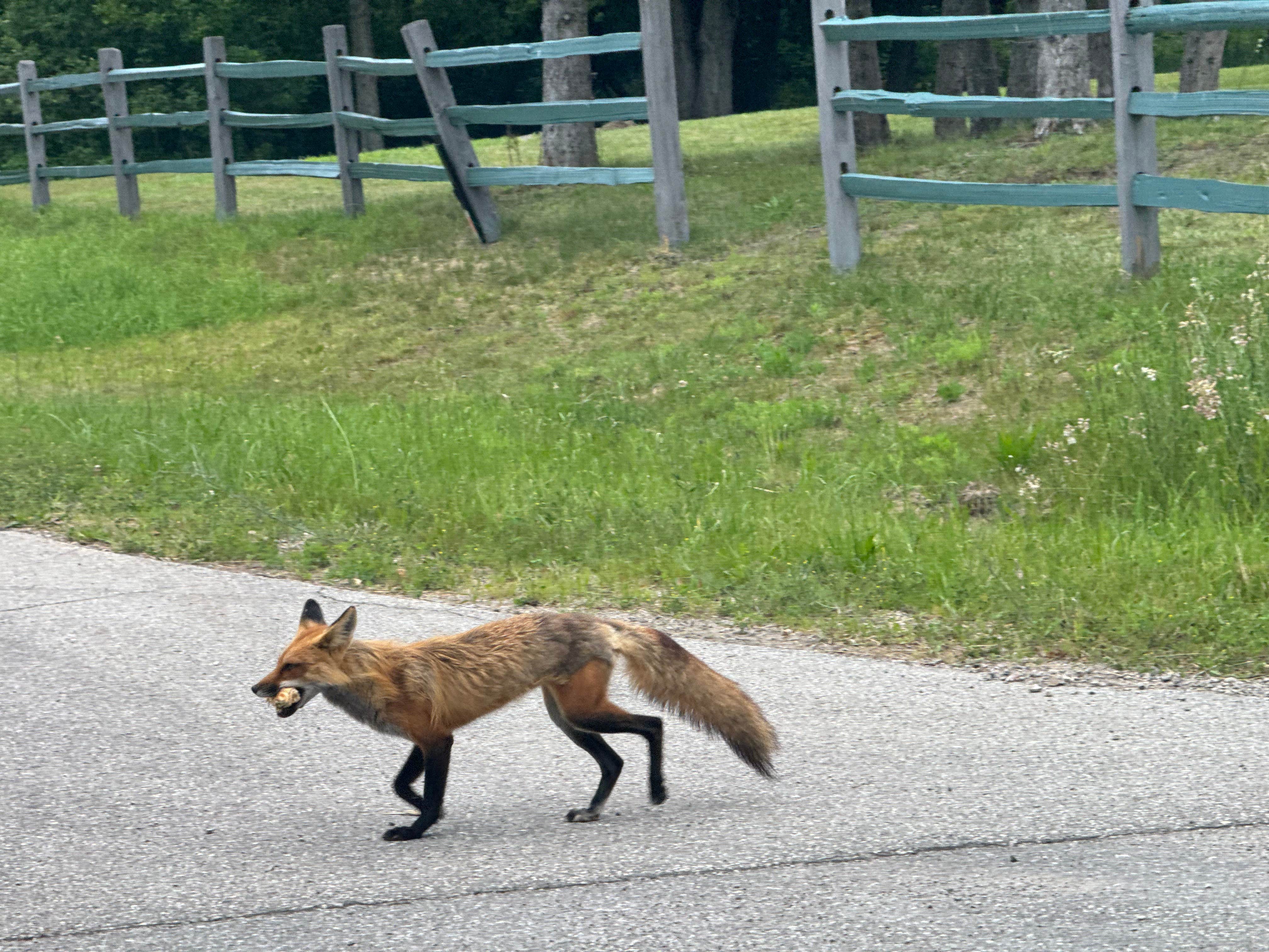 Camper-submitted photo at Wilderness Campground near Deerfield, MI