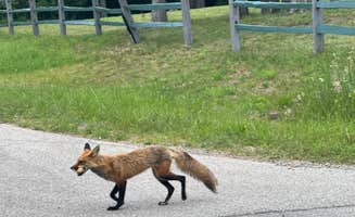 Martha L.'s photo of camping with pets at Wilderness Campground near Tipton, MI