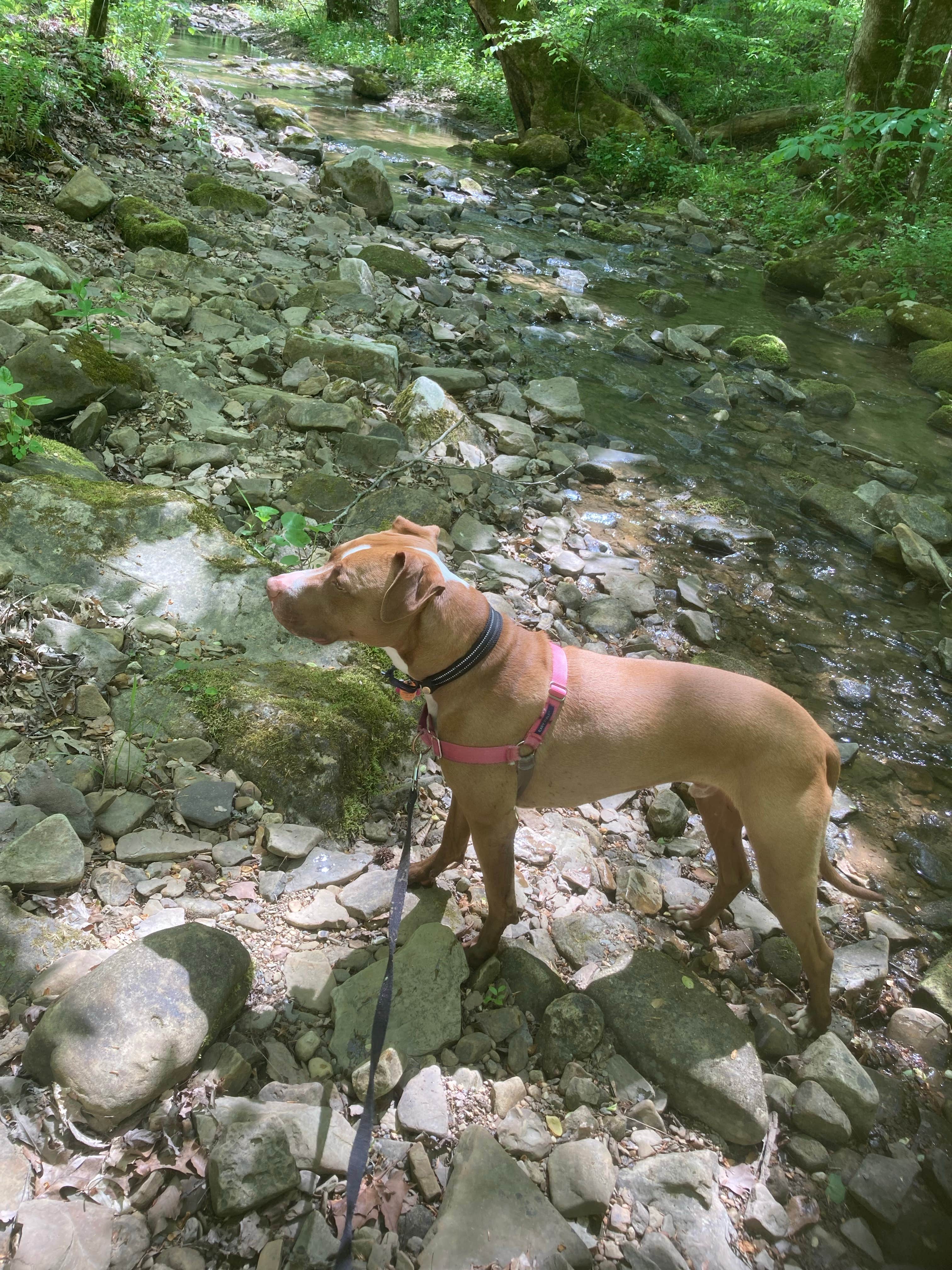 Lucy P.'s photo of camping with pets at Wilderness Road Campground near Cumberland, KY