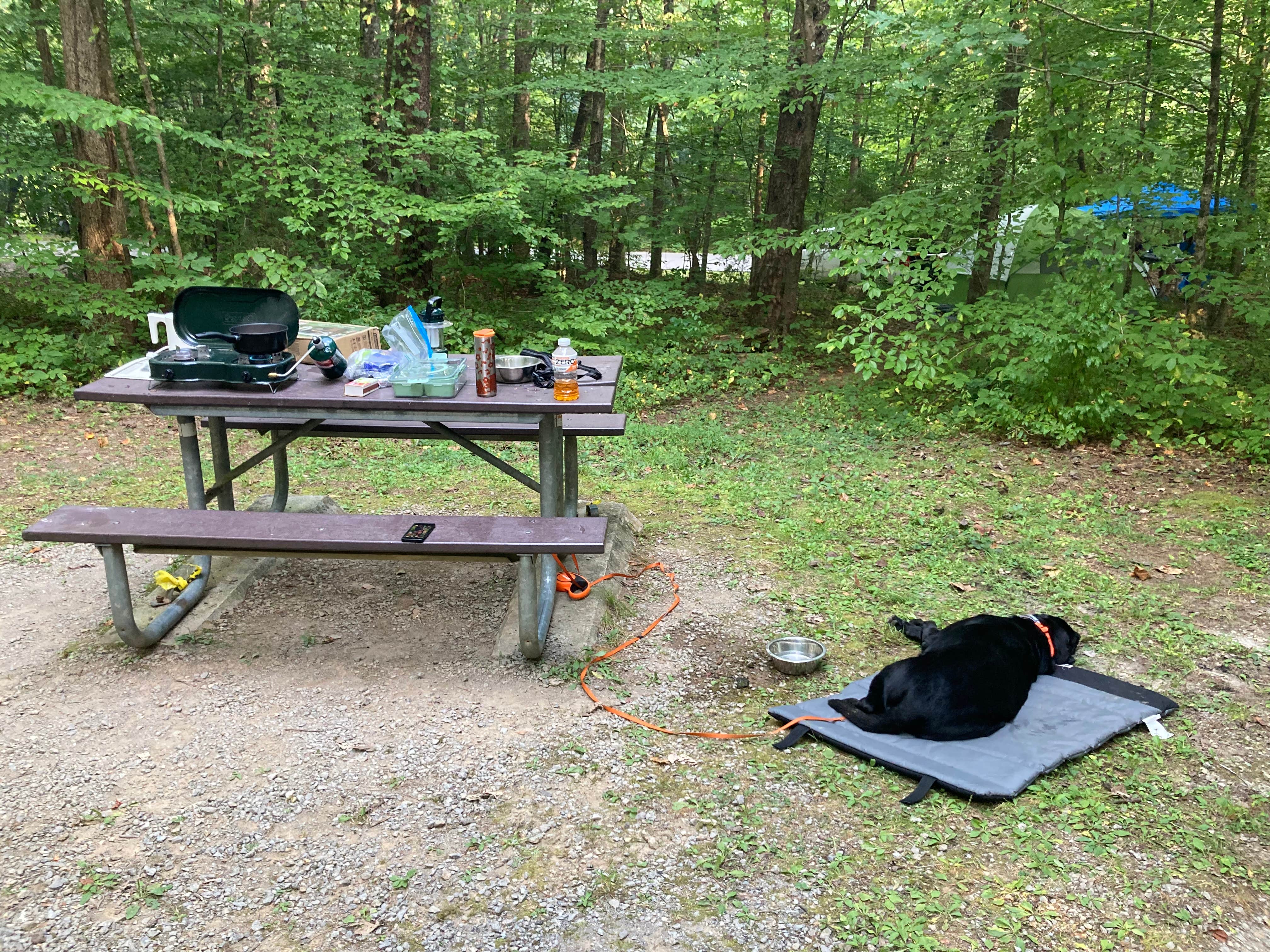 elizabeth L.'s photo of camping with pets at Wilderness Road Campground near Rutledge, TN