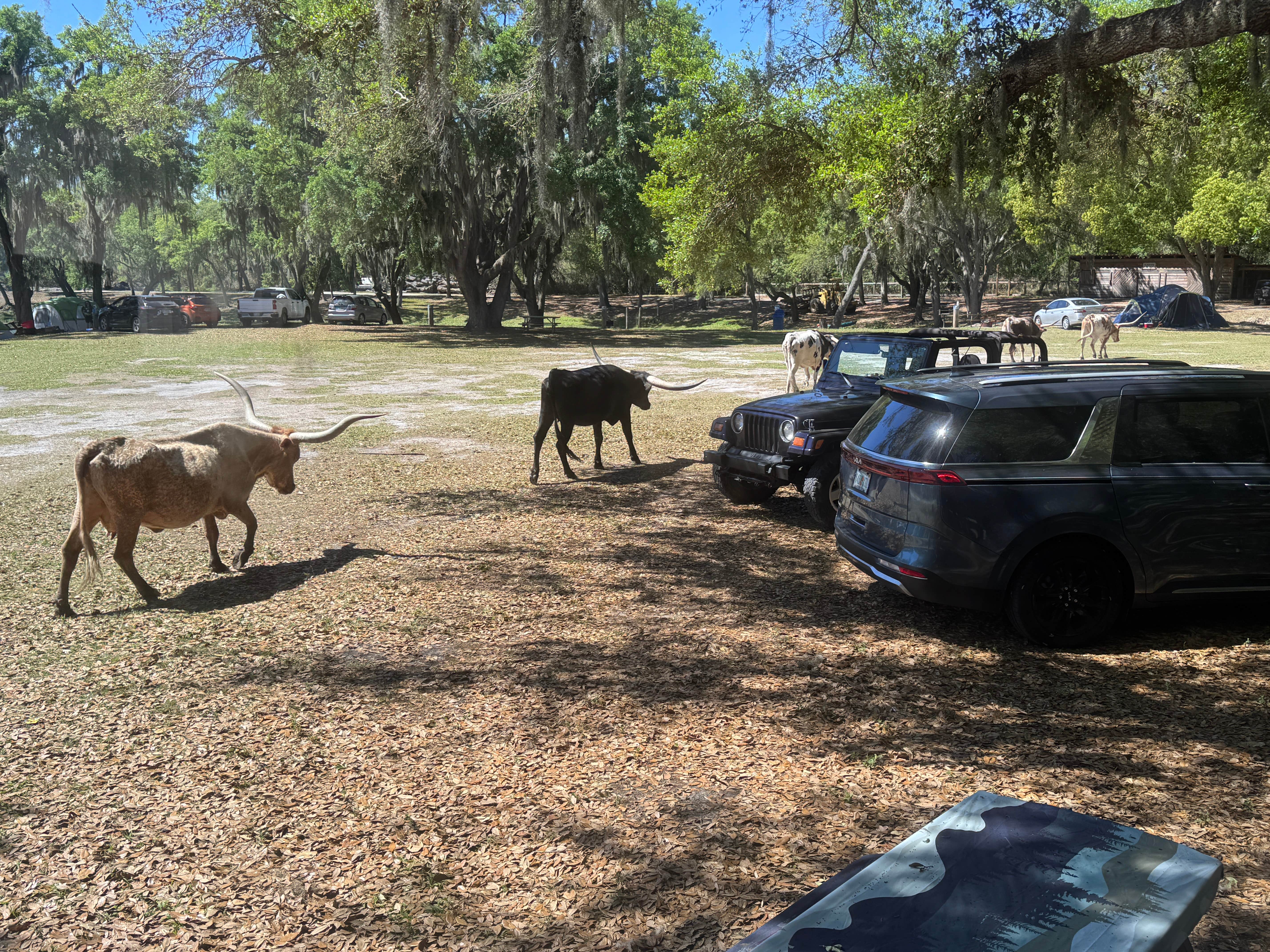 Rhonda B.'s photo of camping with pets at Wilderness Shores Ranch & RV/Tent Campground near Lake Alfred, FL