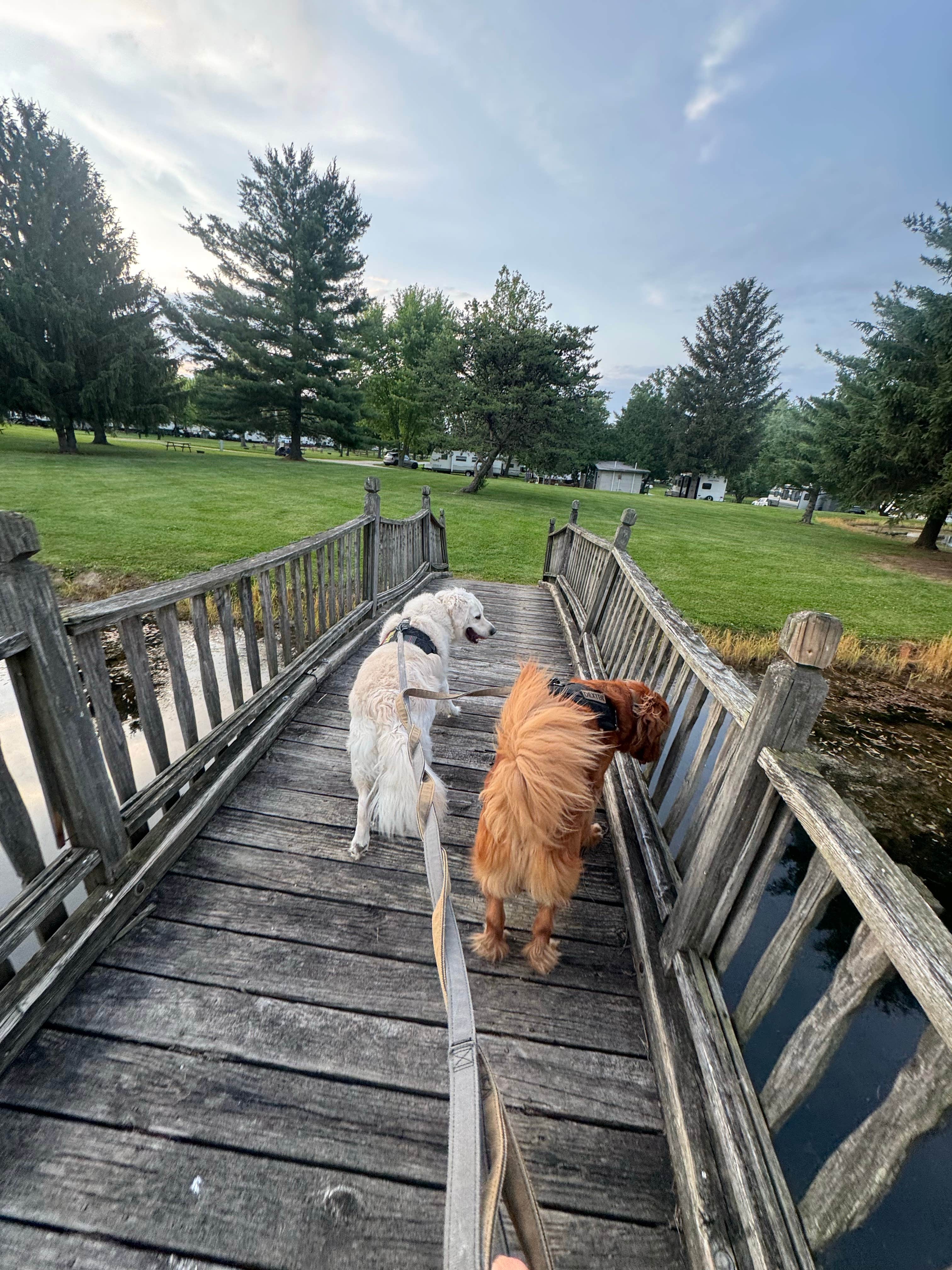 Kelsey S.'s photo of camping with pets at Wildwood Outdoor Escape near Geneva, IN