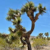 Review photo of 15 min to Joshua Tree National Park! by Josee D., May 10, 2024