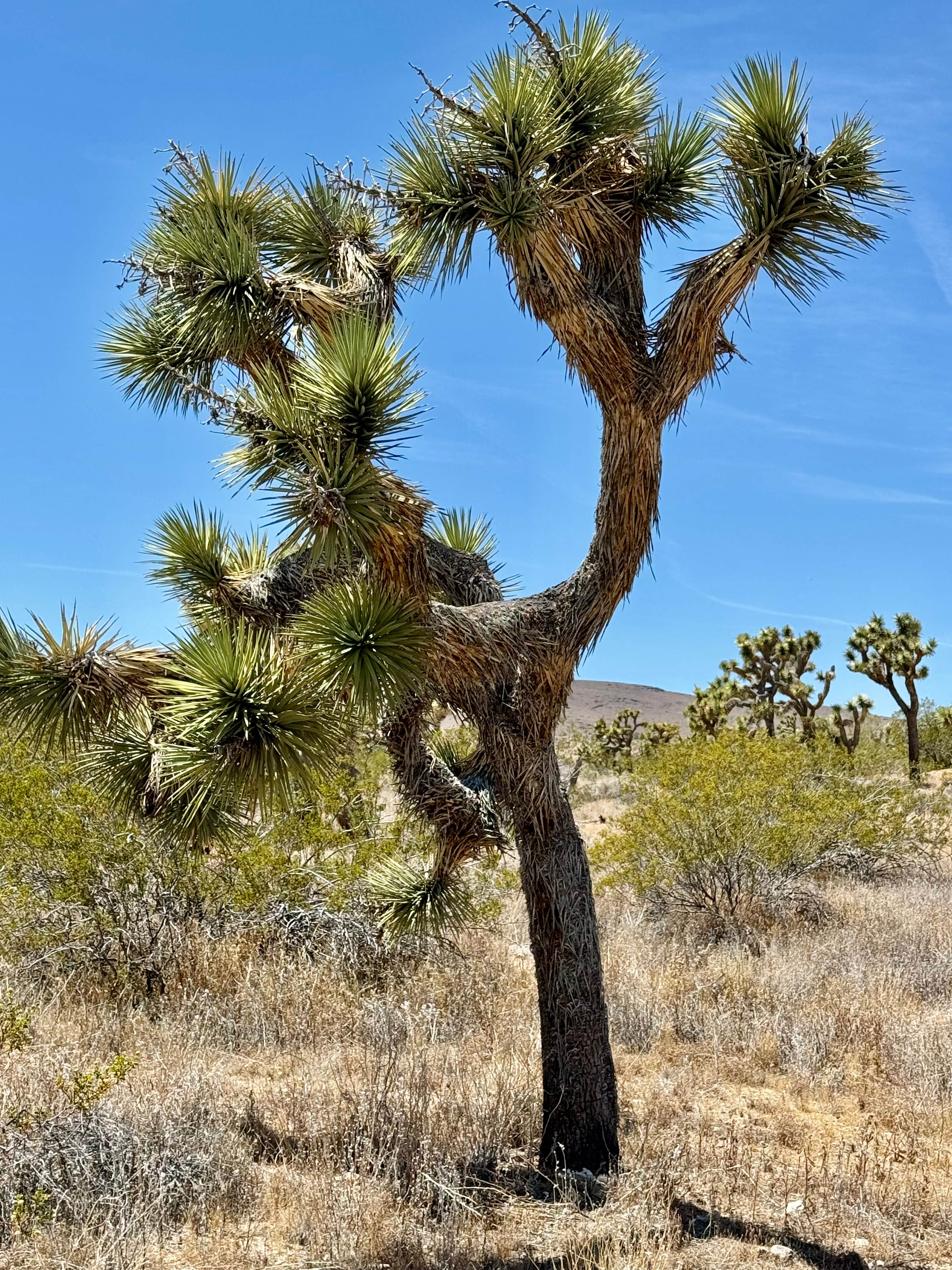 Camper submitted image from 15 min to Joshua Tree National Park! - 3