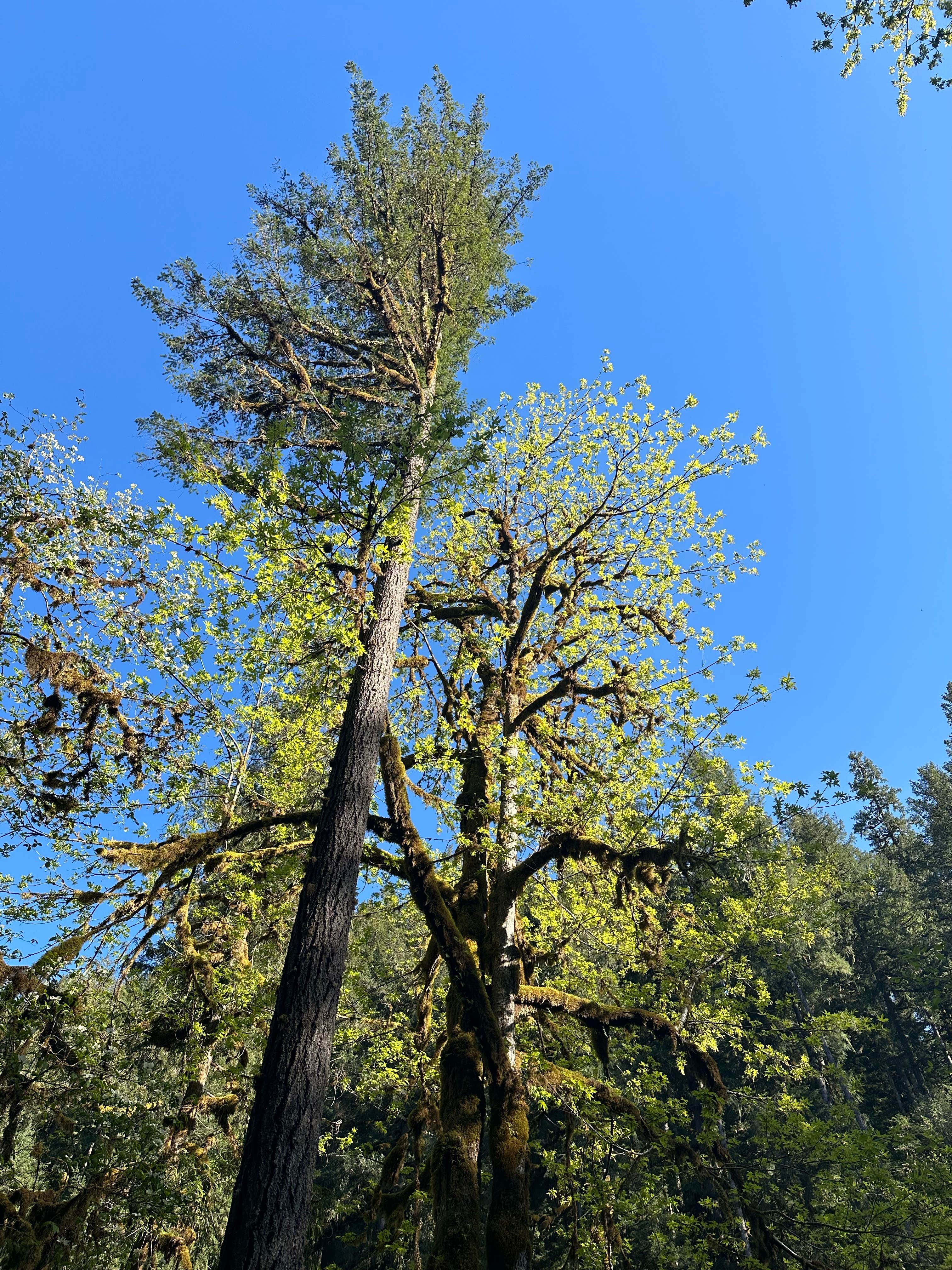 Camper submitted image from Trout Creek Campground - 1