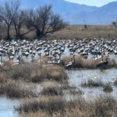 Review photo of Willcox Lagoon Dispersed Site by Pam J., March 7, 2026