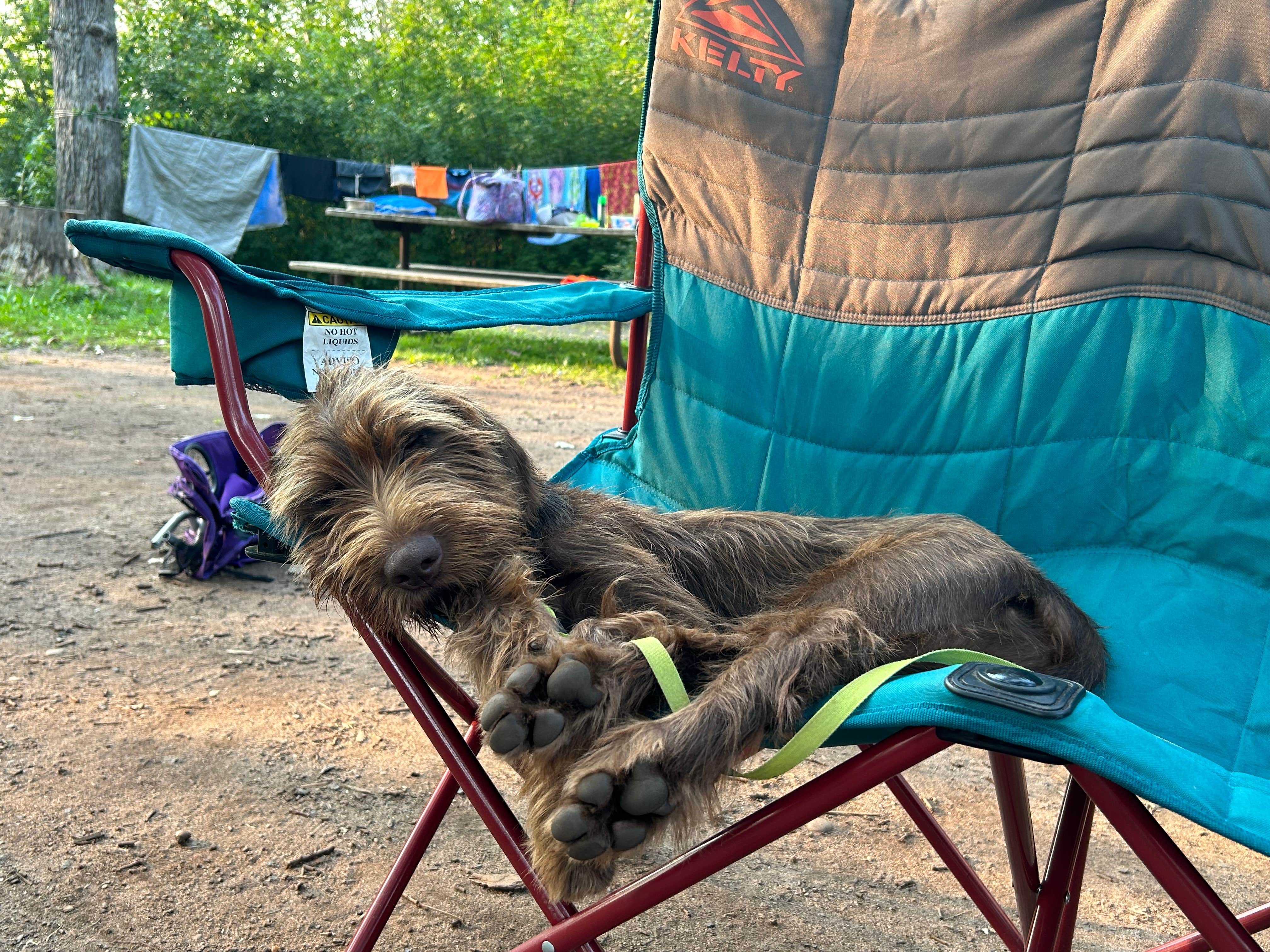 Tim's photo of camping with pets at William O'Brien State Park Campground near Marine on St. Croix, MN