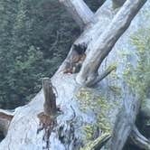 Review photo of Williamson River, OR. USFS 9730 by Matthew M., August 16, 2026