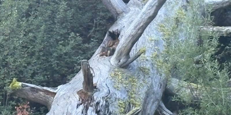 Camper submitted image from Williamson River, OR. USFS 9730