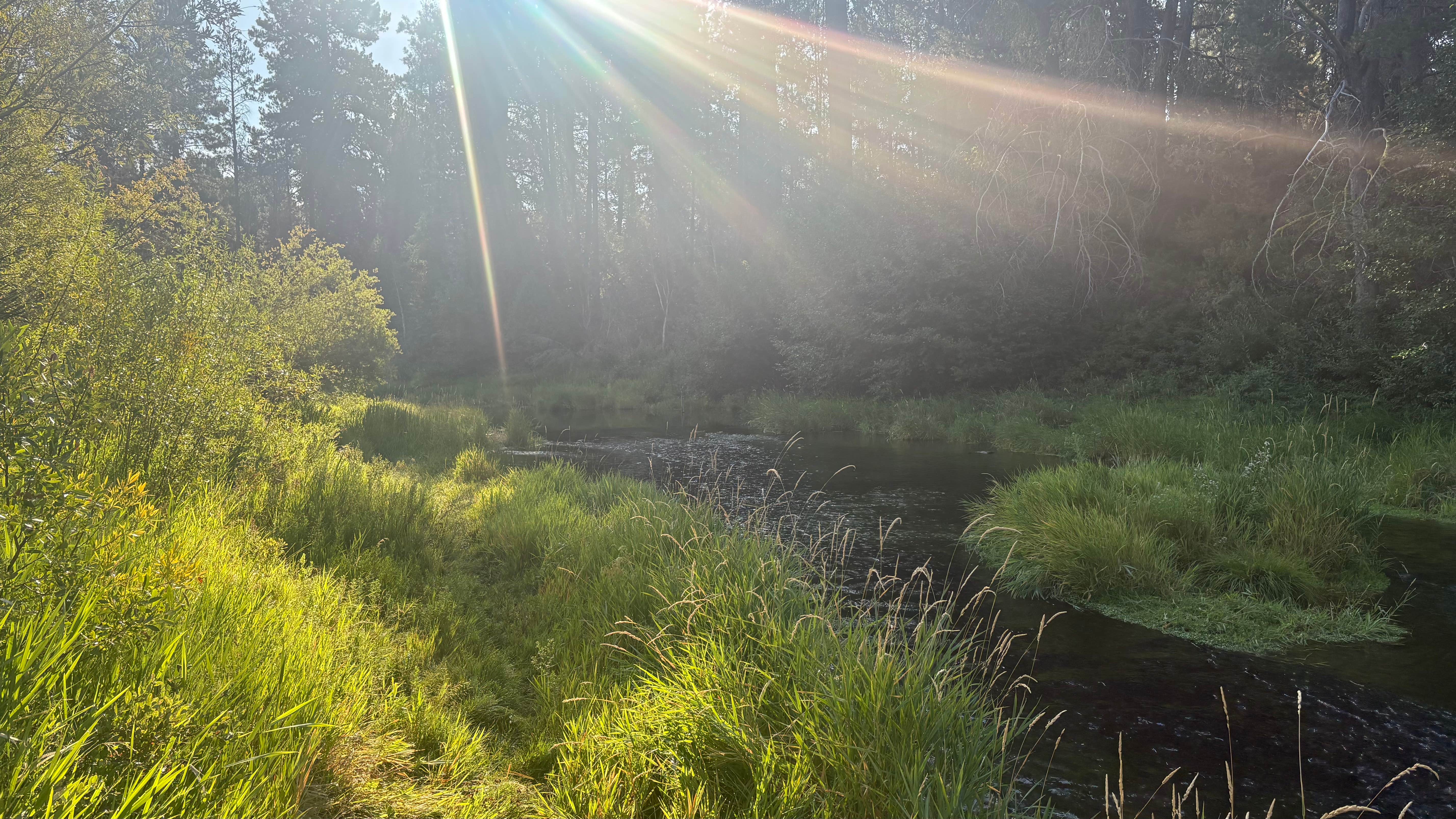 Matthew M.'s photo of a dispersed camping area at Williamson River, OR. USFS 9730 near Fort Klamath, OR